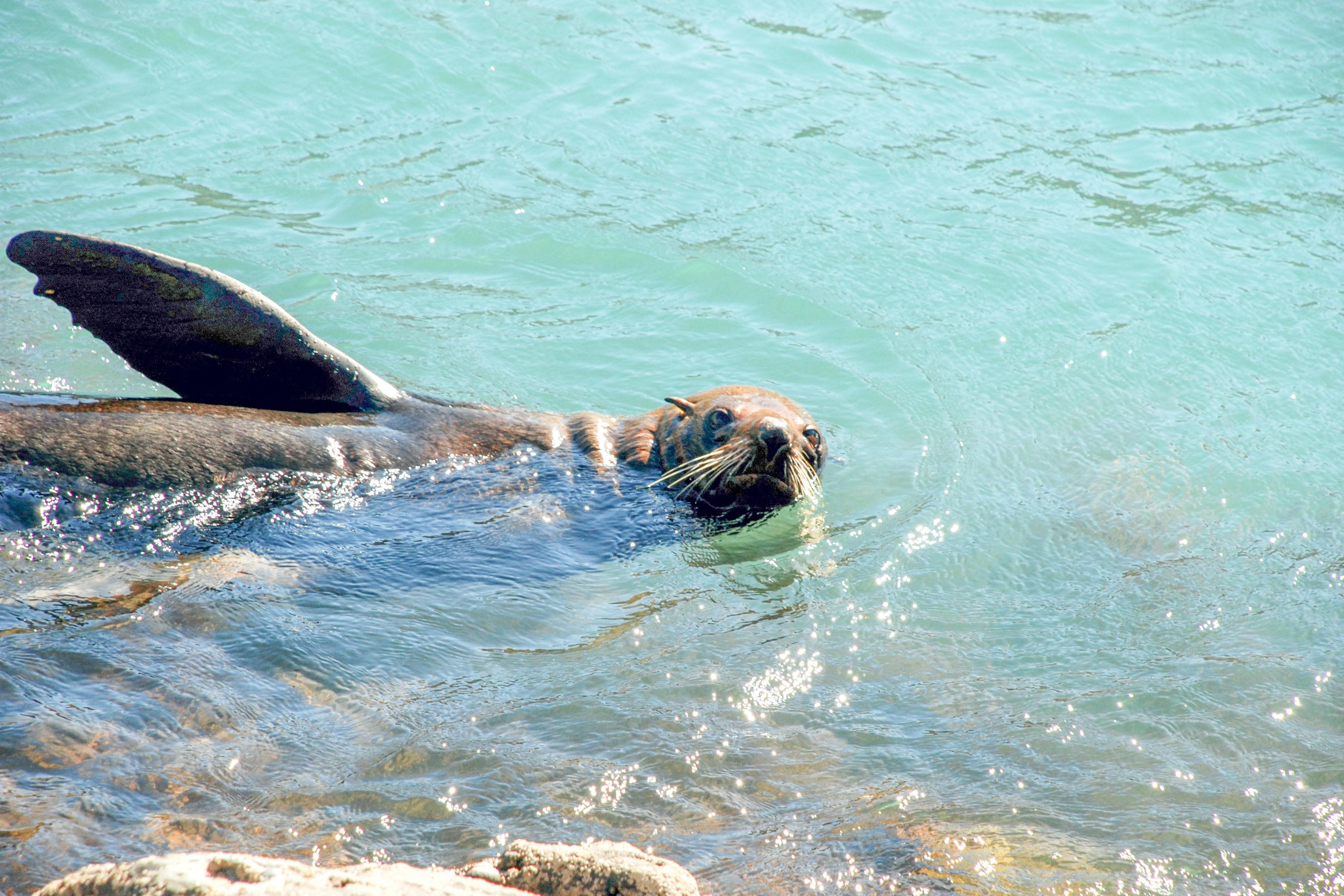 Akaroa Pohatu Penguins Eco Safari (2-Hour or 4-Hour)
