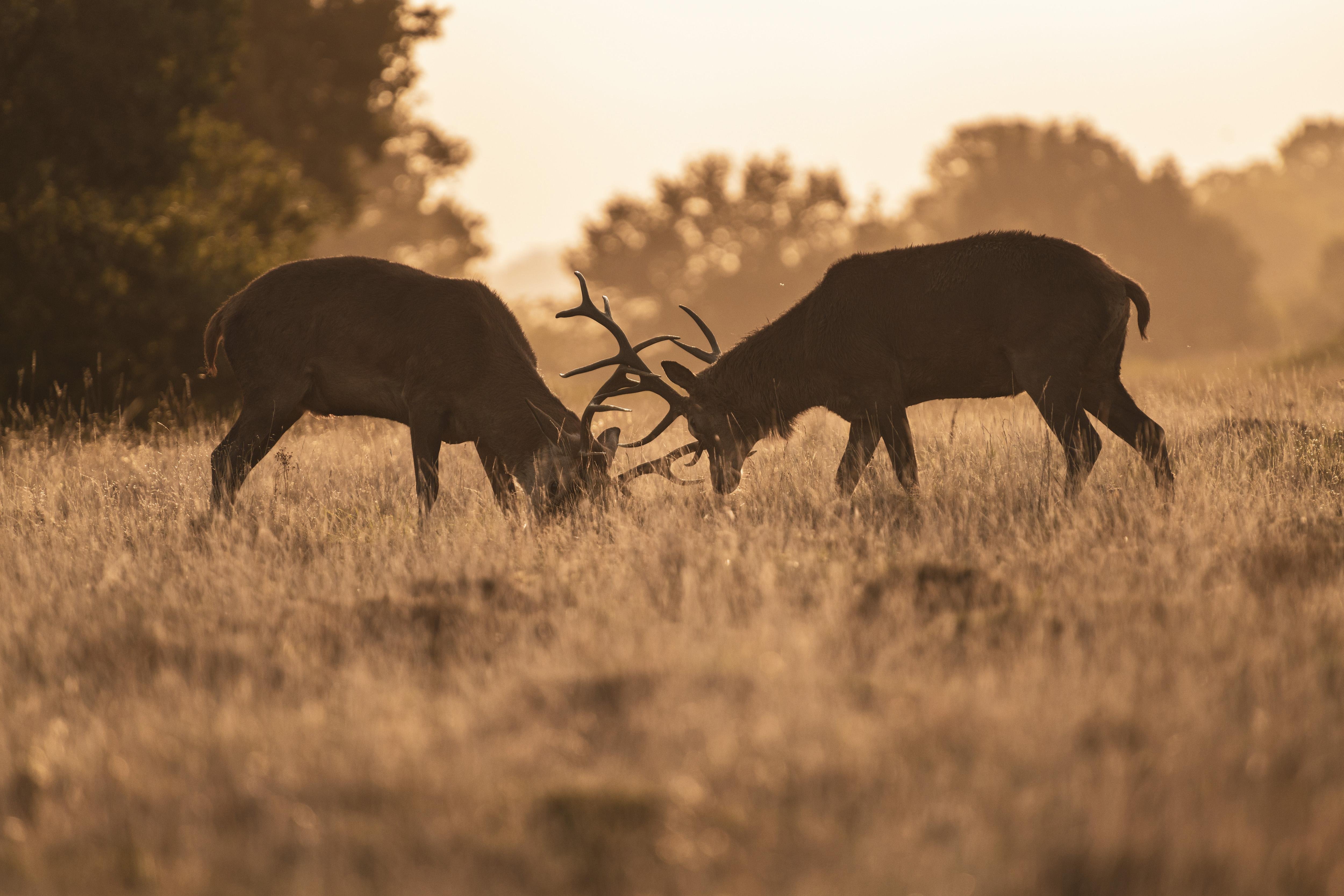 Sunset Wildlife Photography Workshop in Richmond Park