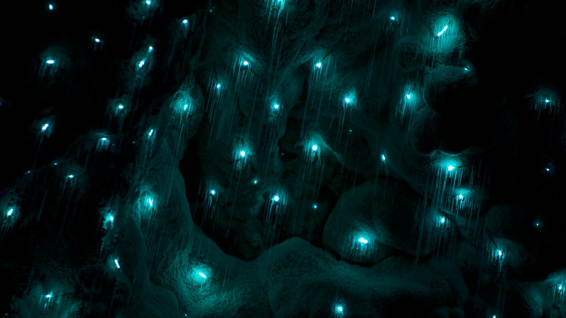 Grotte aux vers luisants et forêt de Kauri d'Opua depuis Waitangi