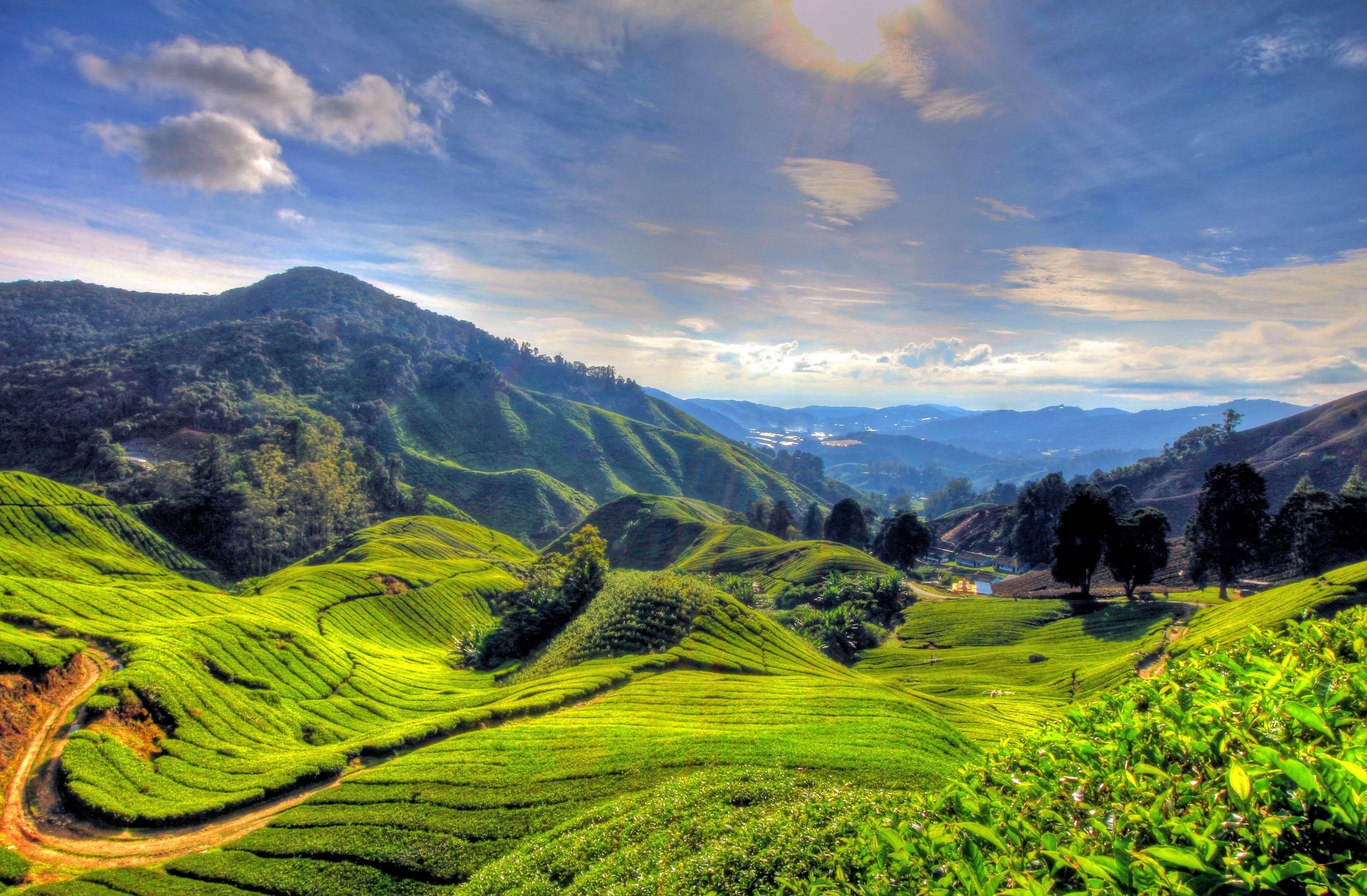 Cameron Highlands Day Trip with Tea Plantation Buggy Experience