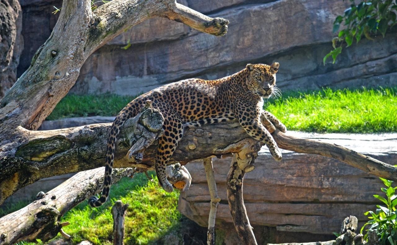 Bioparc Valencia Entry Ticket