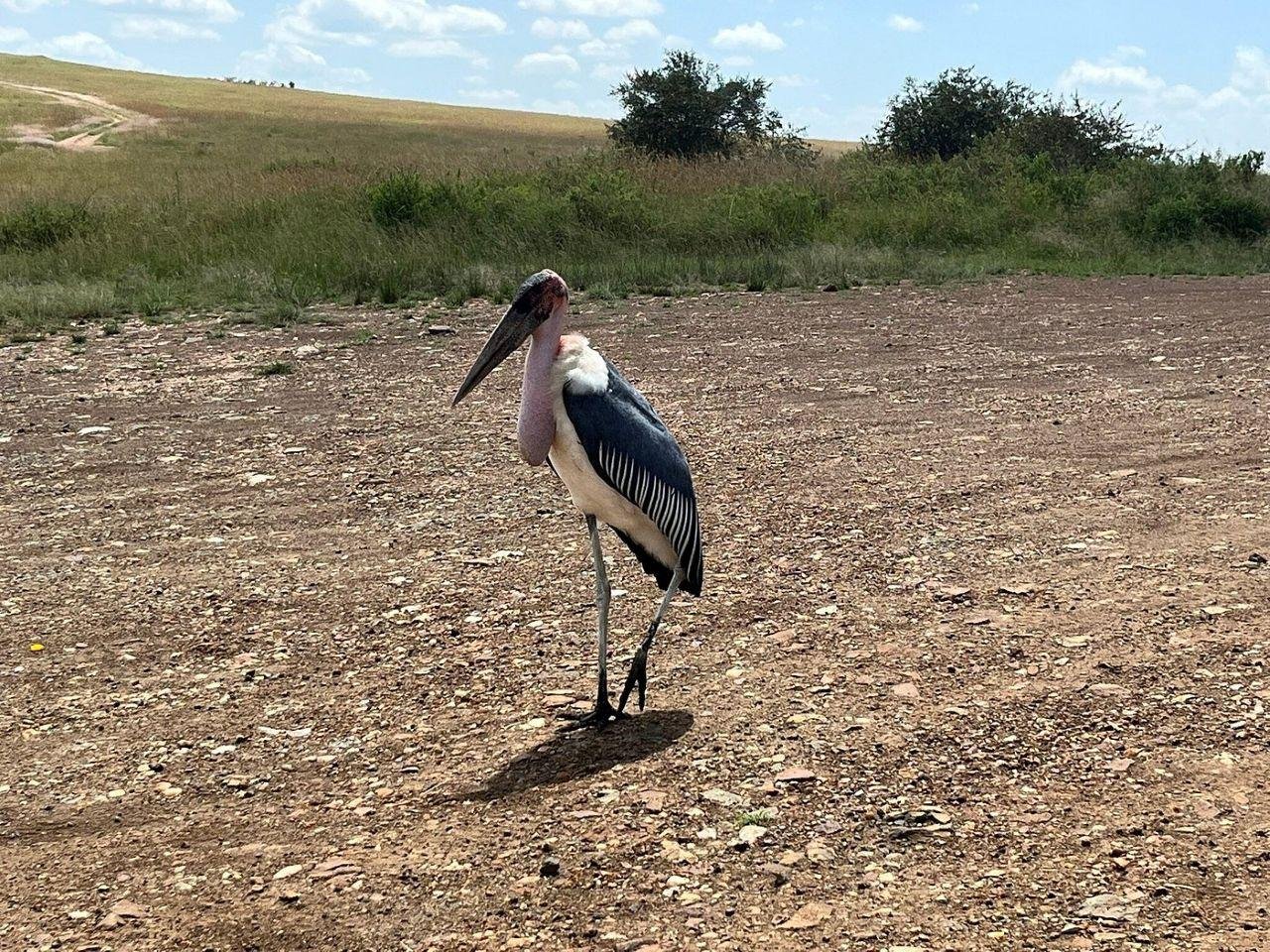 3-Day Maasai Mara Shared Jeep Safari from Nairobi