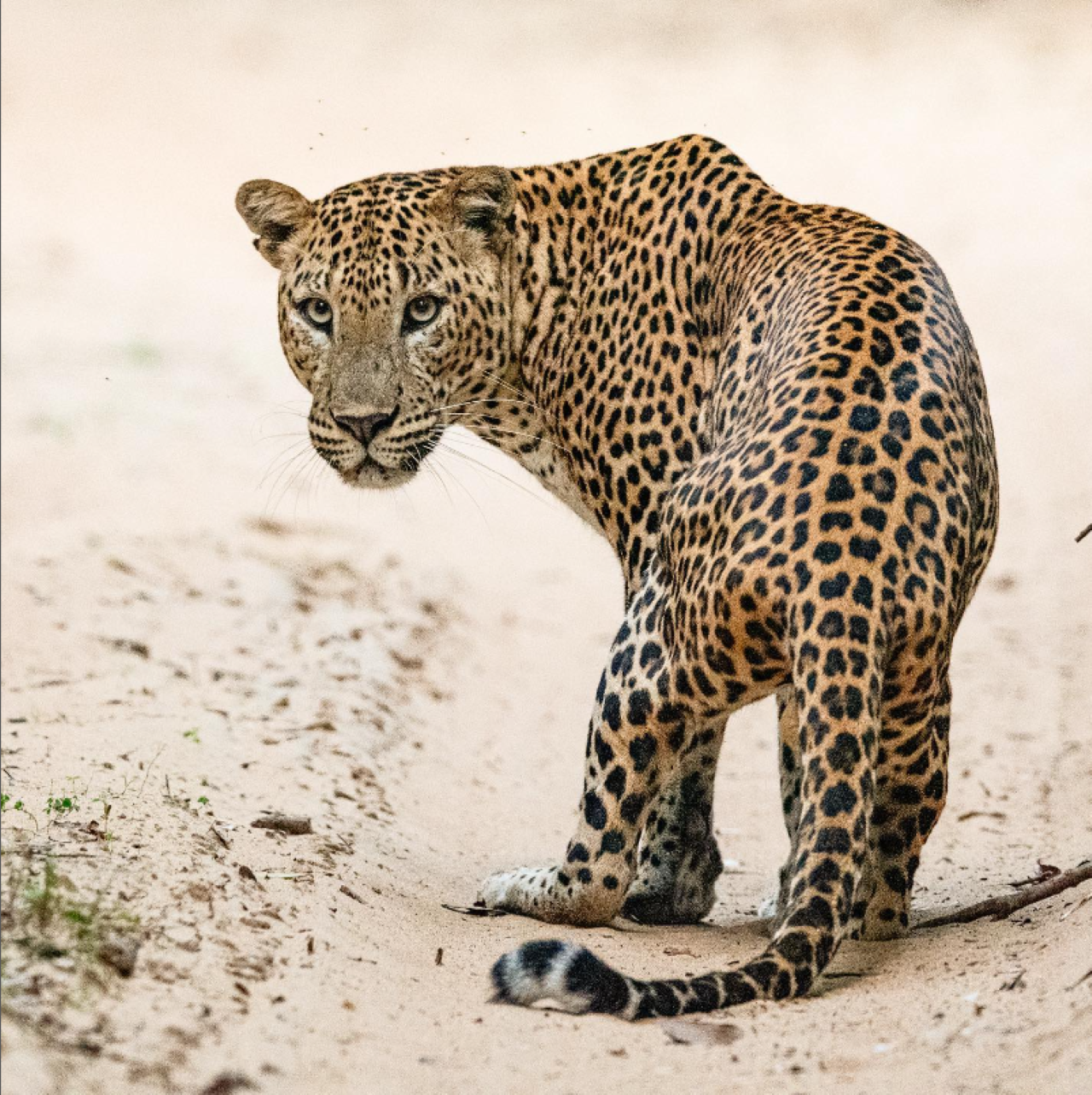 Kumana National Park Safari