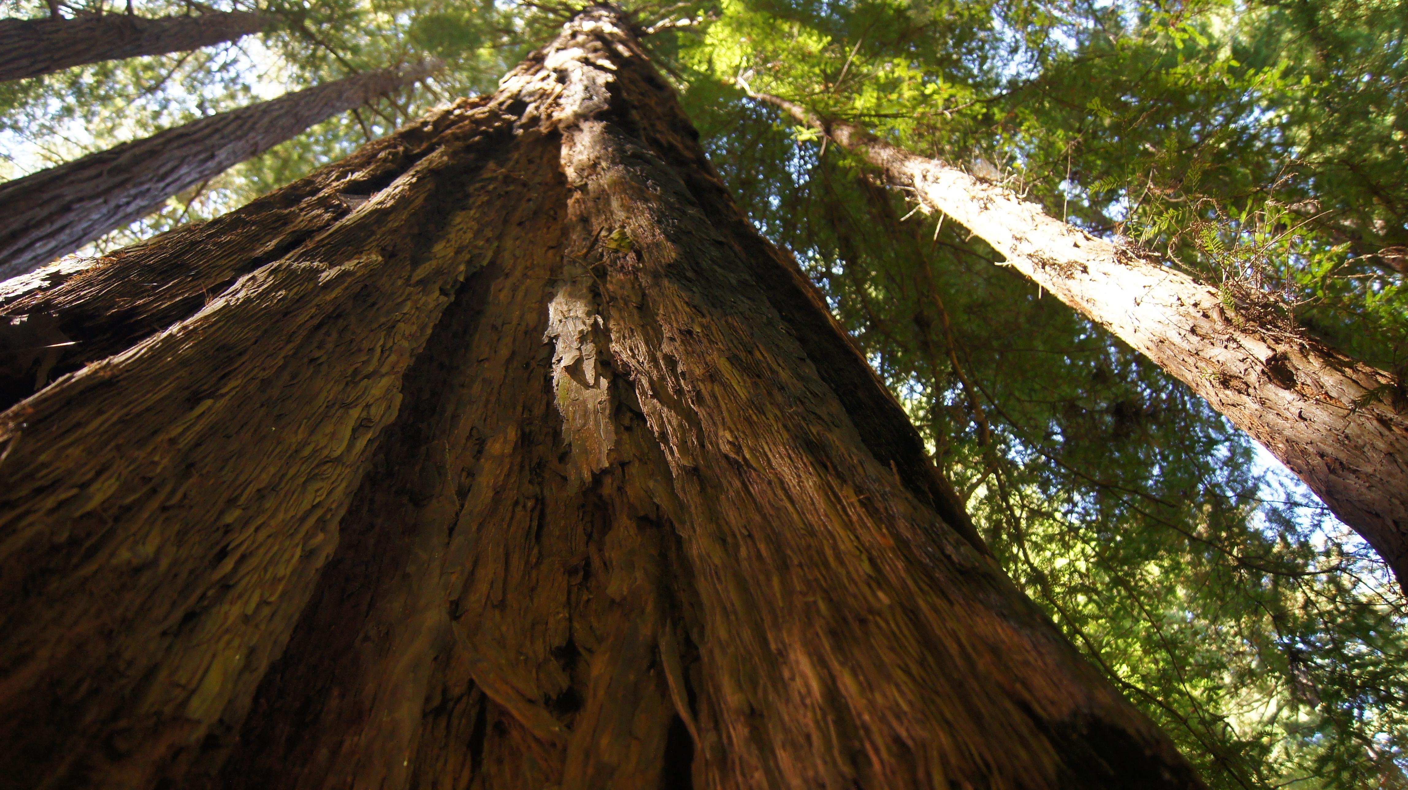 Muir Woods Redwoods Tour & Golden Gate Bay Cruise