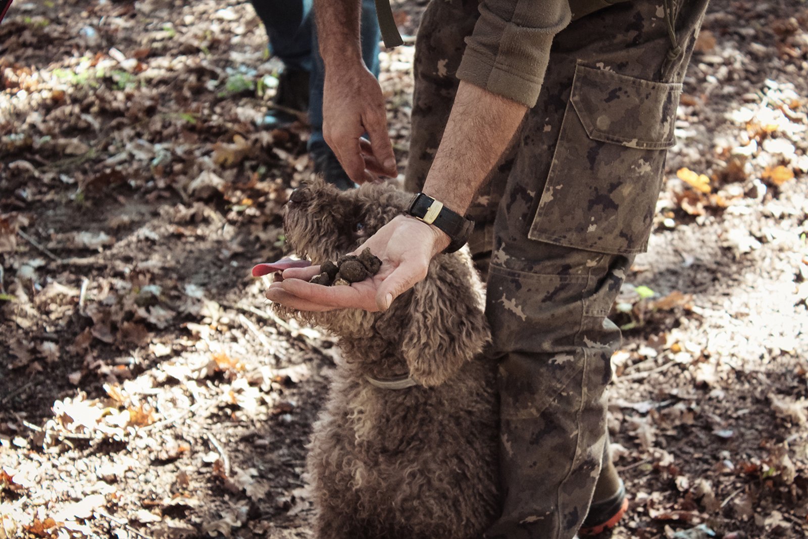 Tuscany truffle hunting tour with dogs and lunch — image 5