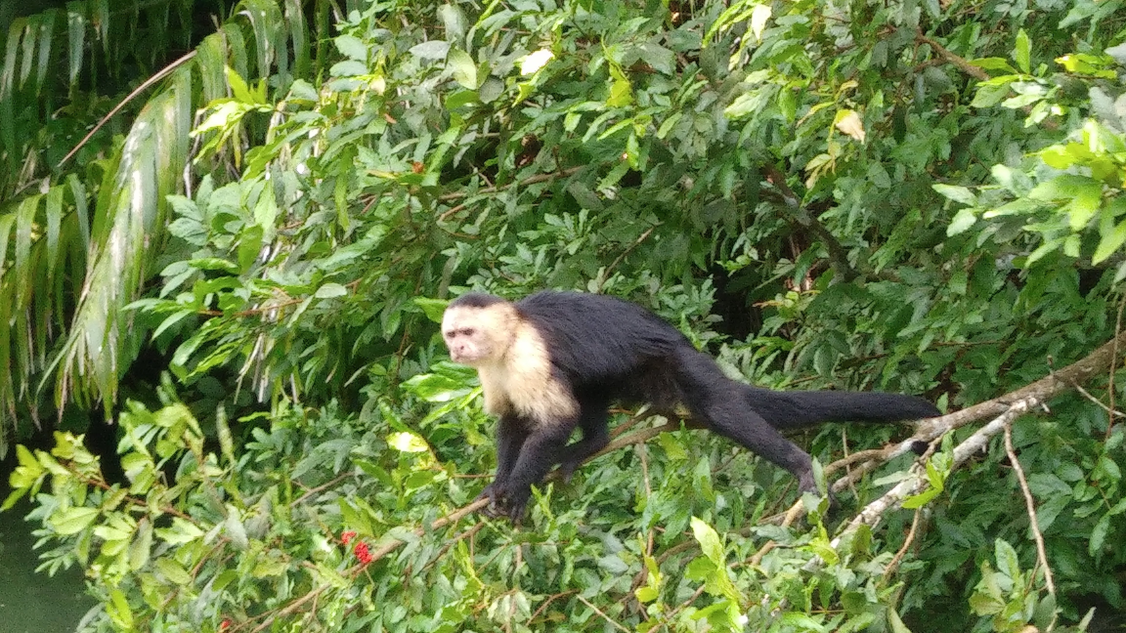 Panama Canal & Monkey Island Explorer
