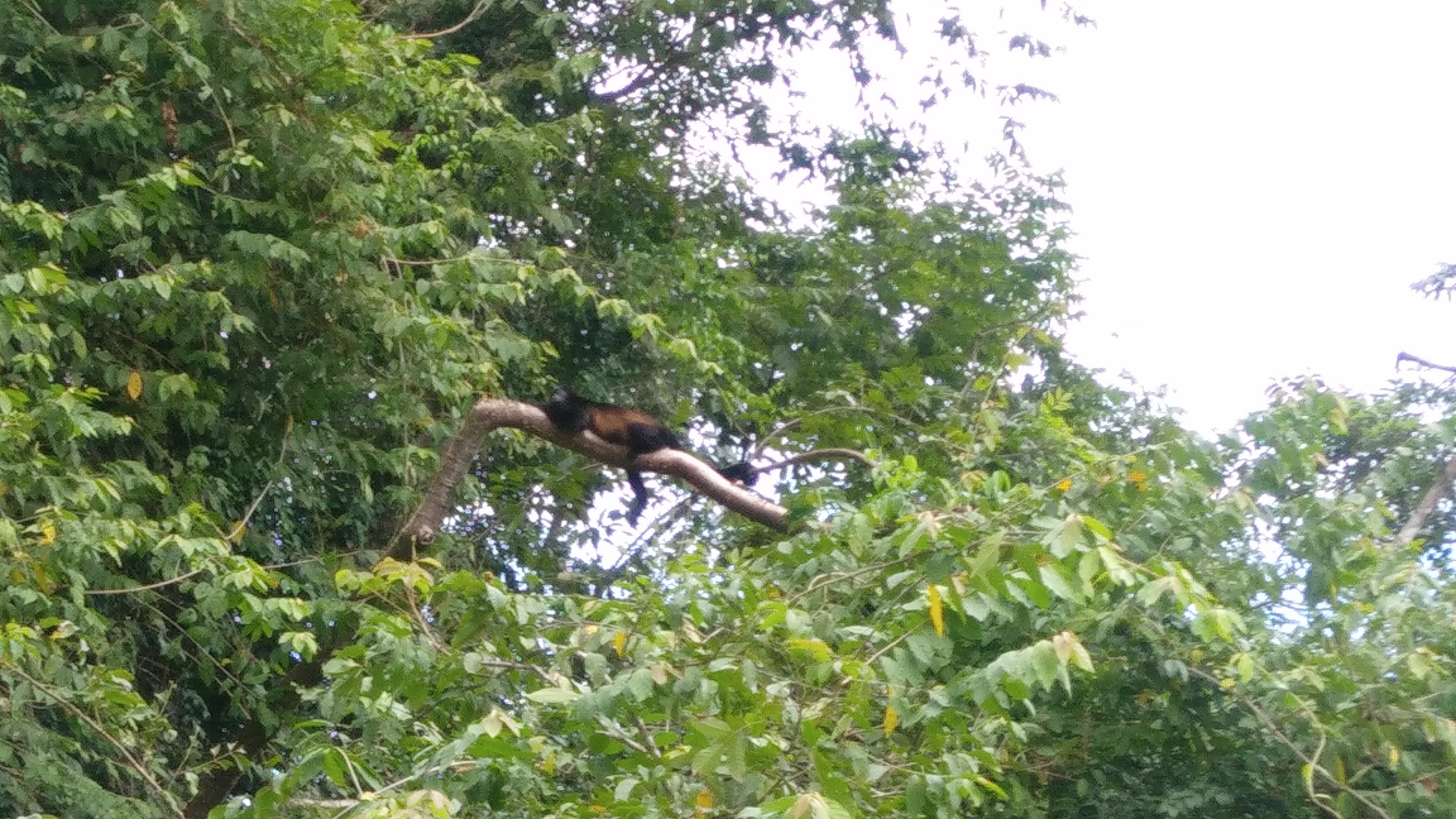 Panama Canal & Monkey Island Explorer