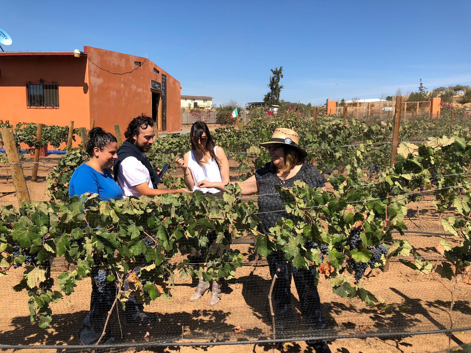 wine tour in Valle de Guadalupe — photo 8