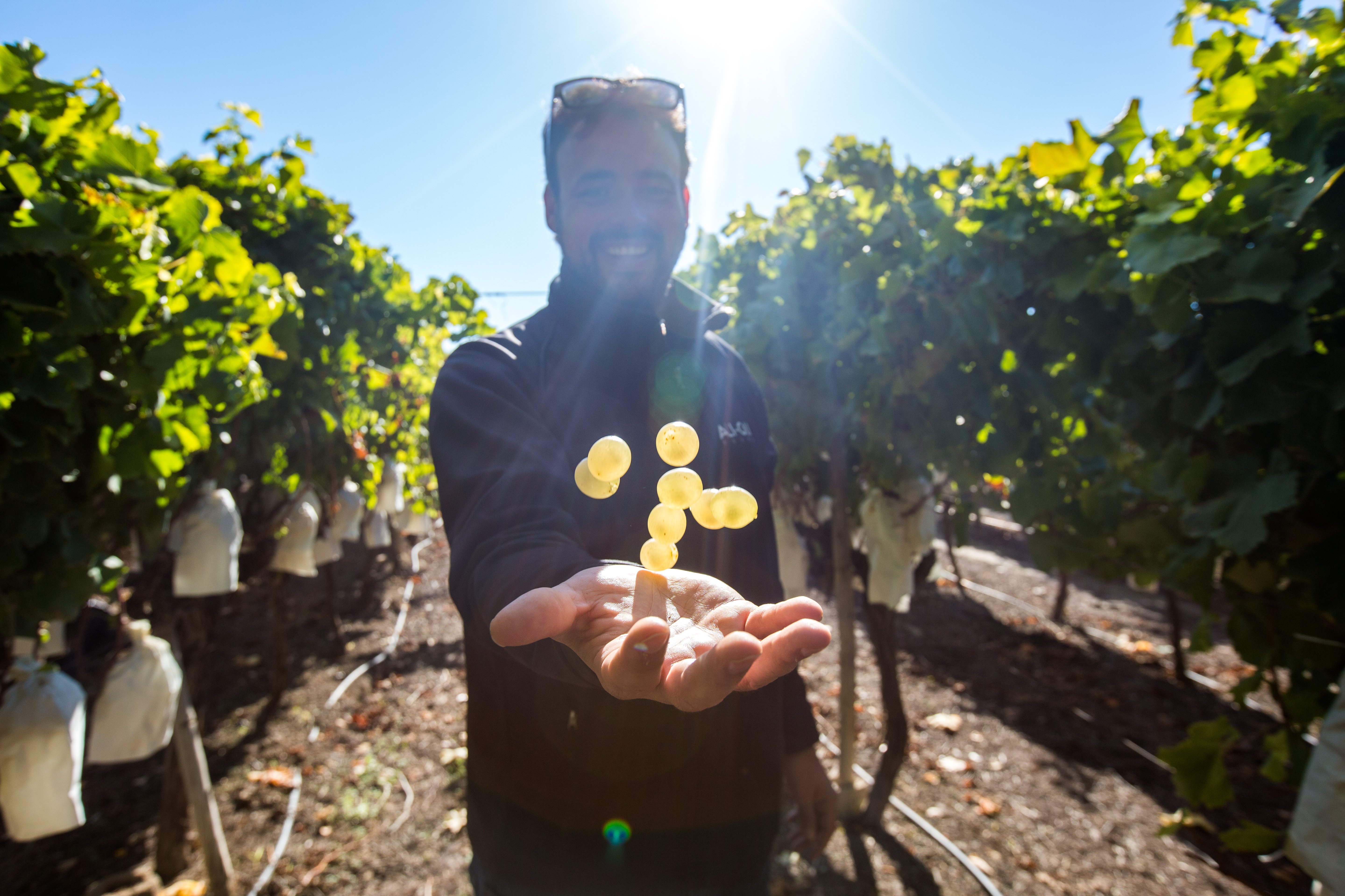 Alicante Countryside Wine Tour with Tastings