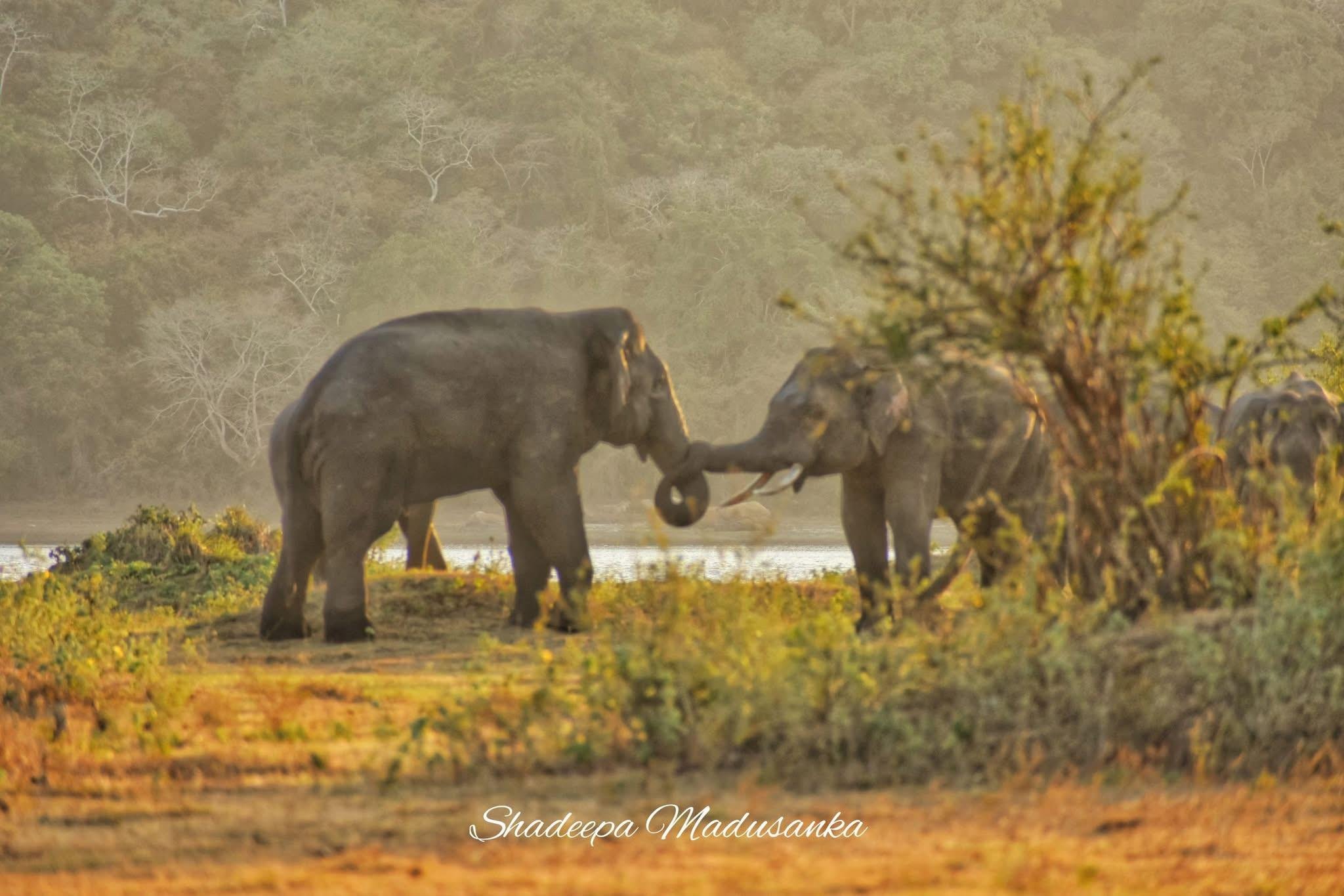 Minneriya National Park Wildlife Safari from Sigiriya