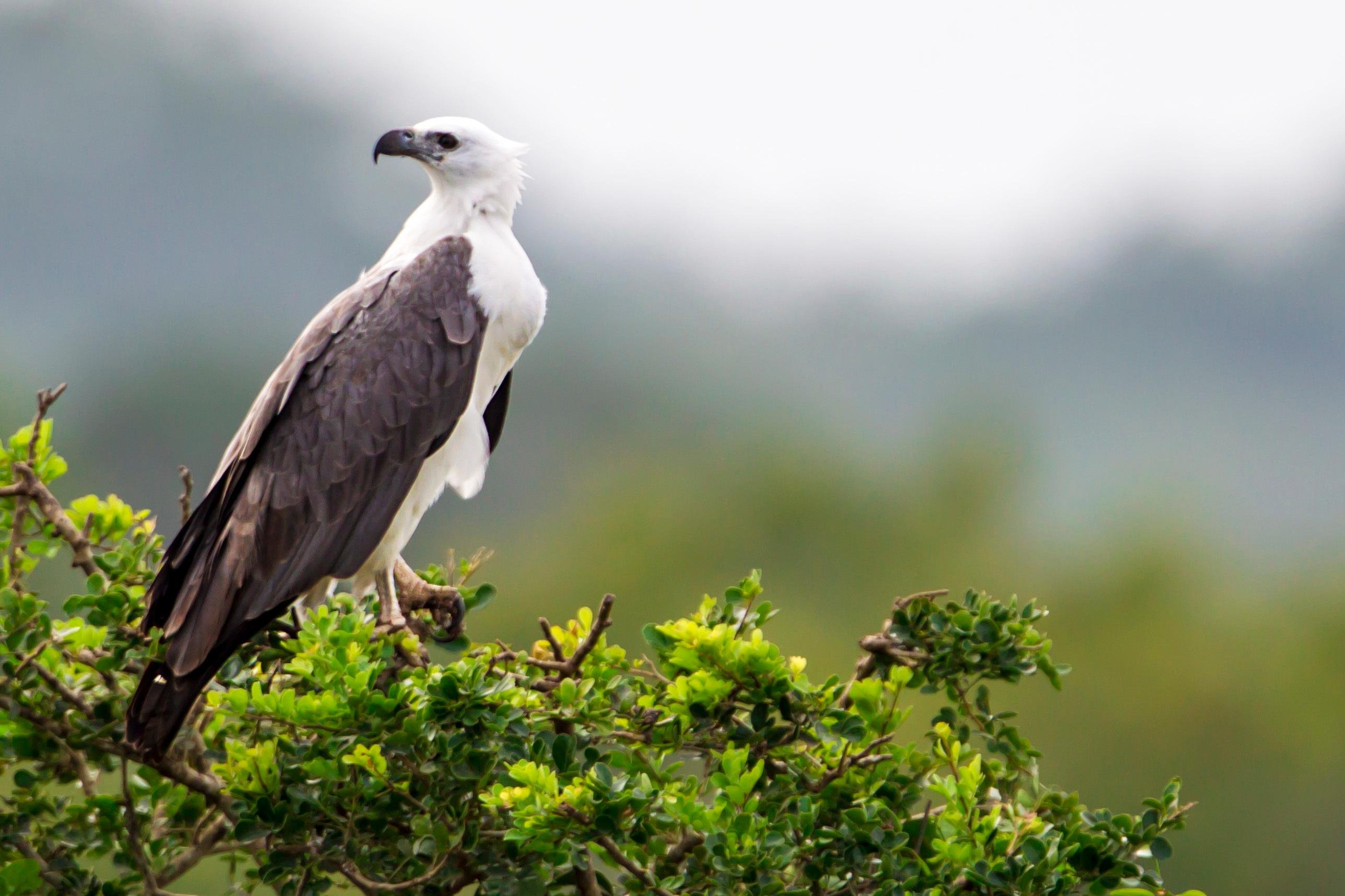 Yala National Park Wildlife Safari: Morning, Afternoon, or Full-Day