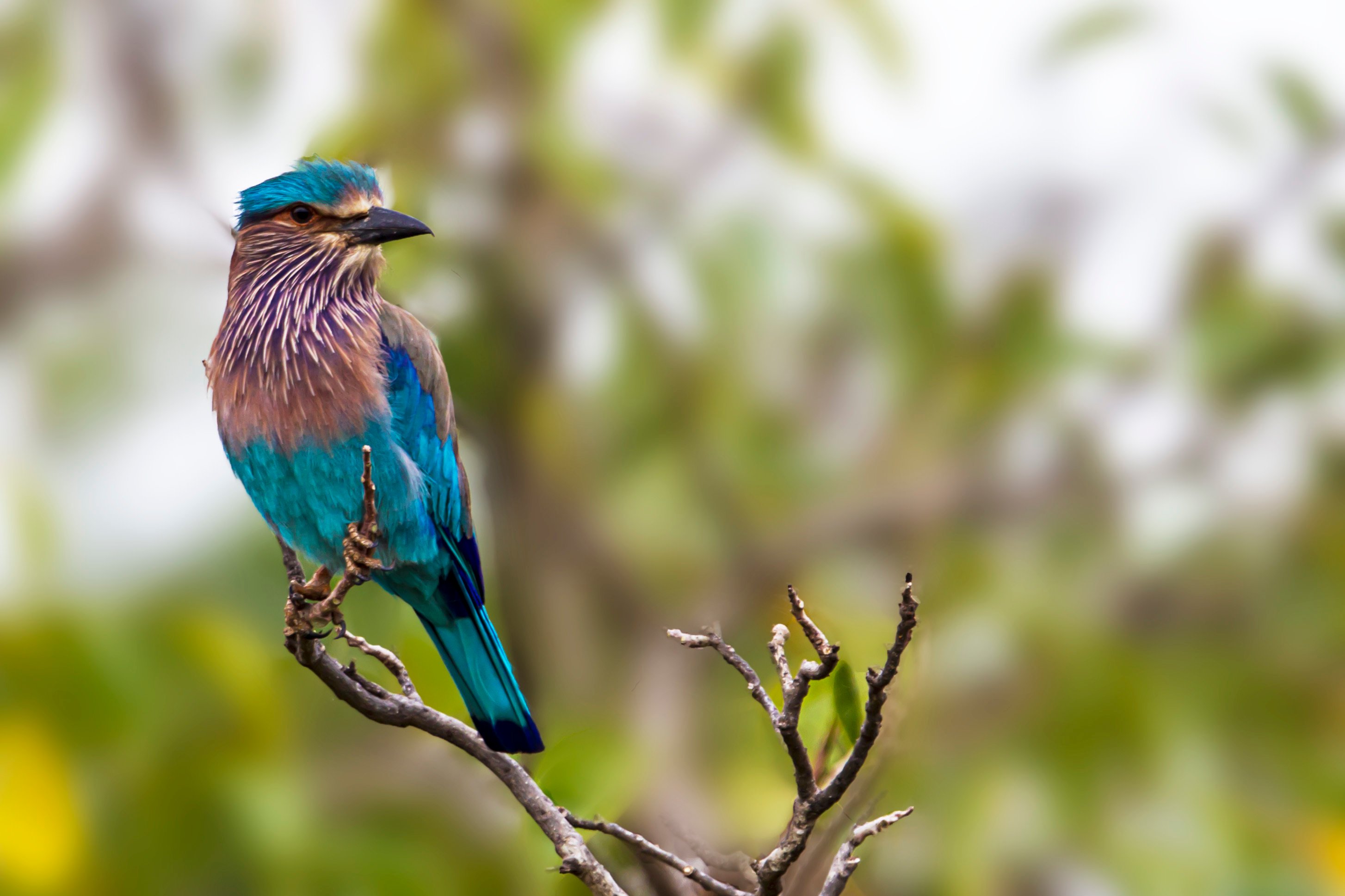 Yala National Park Wildlife Safari: Morning, Afternoon, or Full-Day