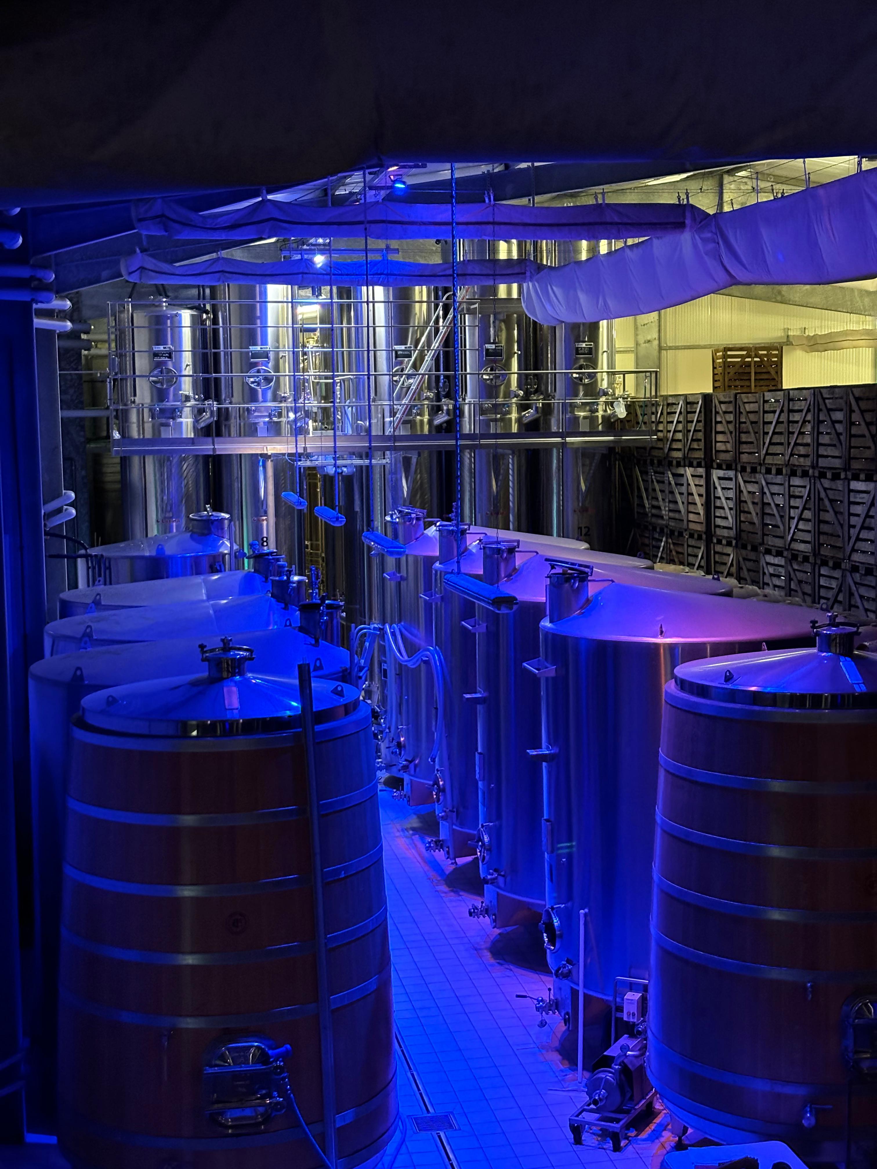 champagne tasting in Reims — photo 11