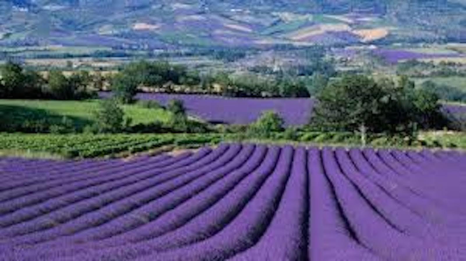 Valensole lavender fields in Provence — guided lavender tour photo 7