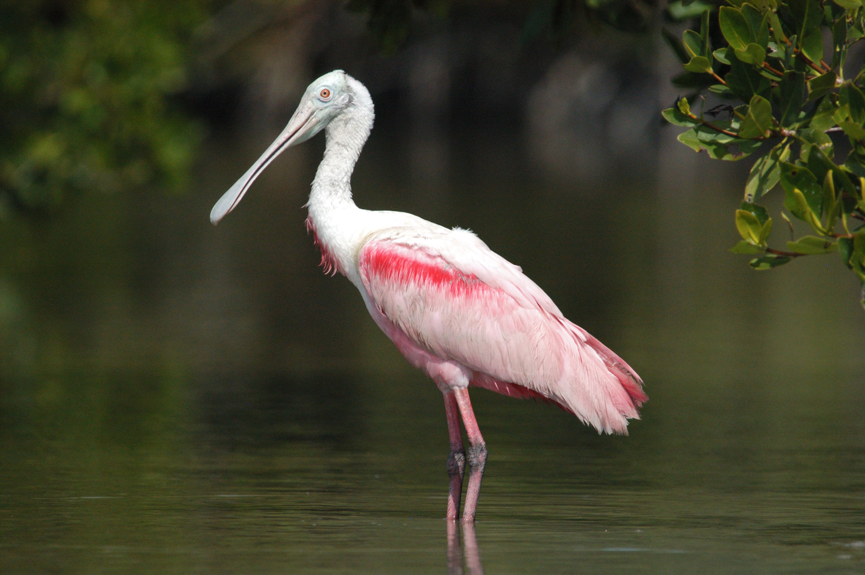 Everglades National Park 10,000 Islands Kayak Eco-Tour