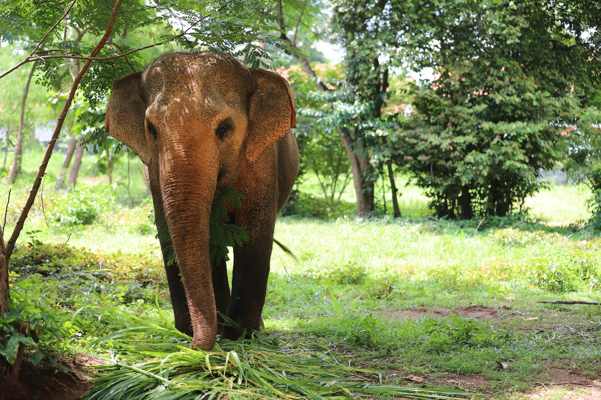 Samui Ethical Elephant Sanctuary Half-Day Experience
