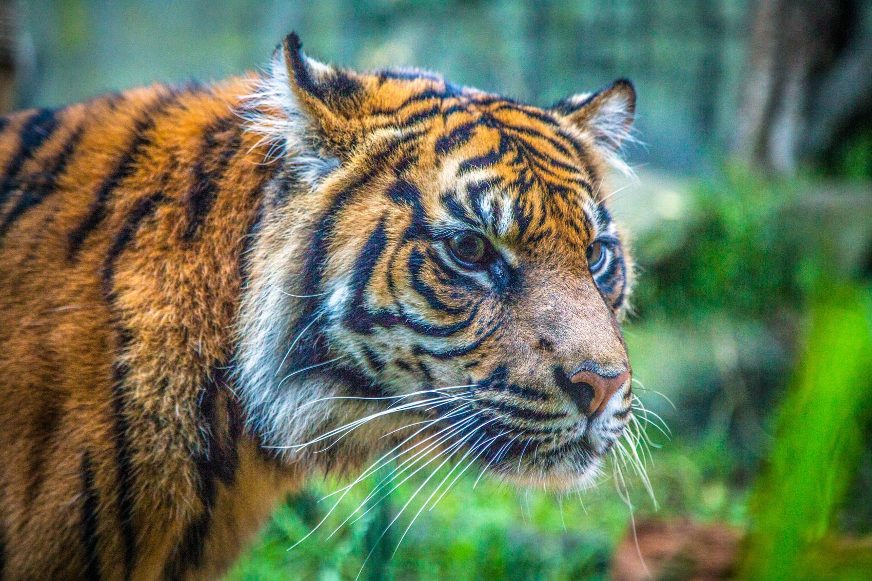 Taronga Zoo Full-Day Admission