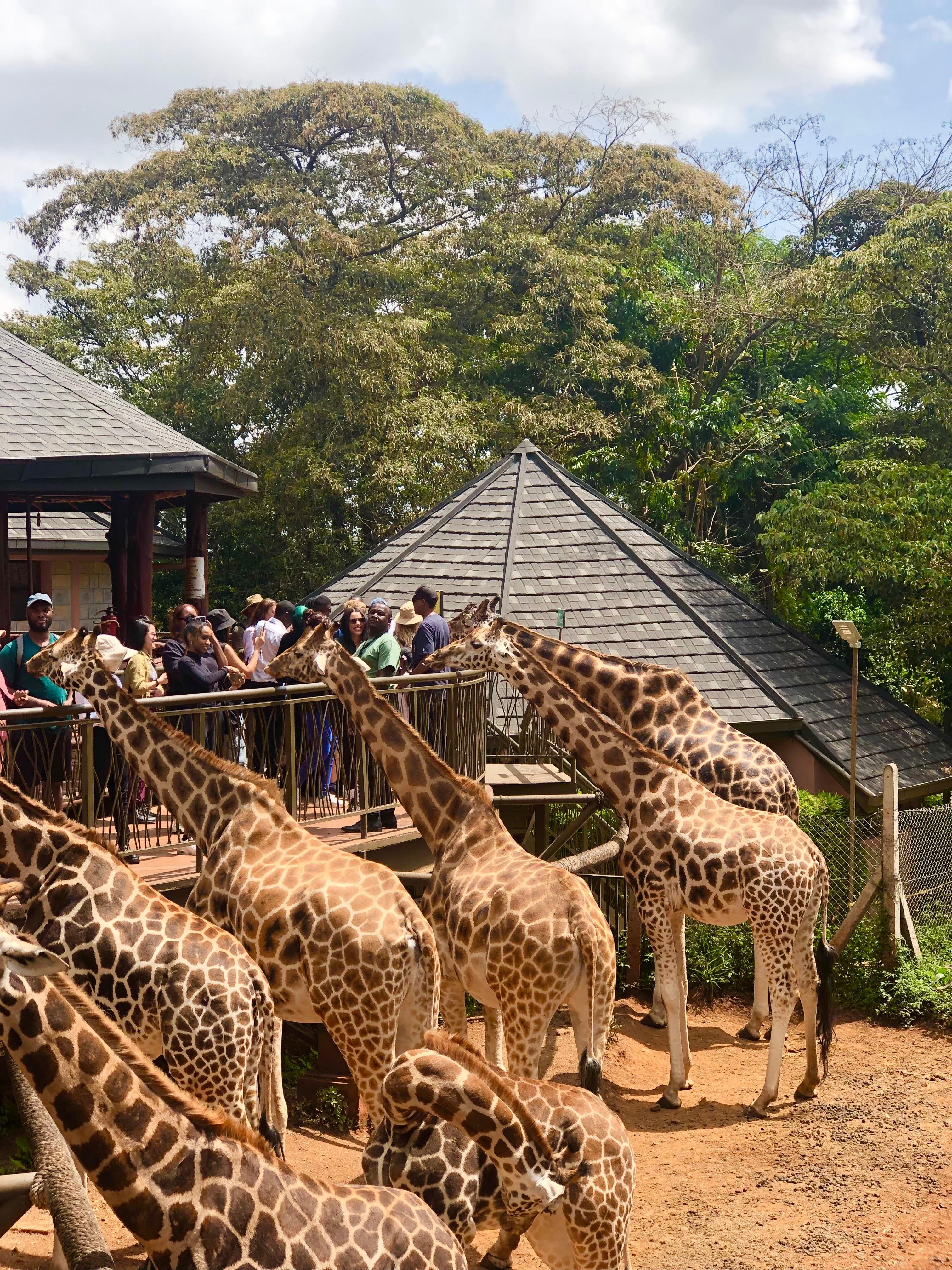 Nairobi Elephant & Giraffe Sanctuary Half-Day Excursion