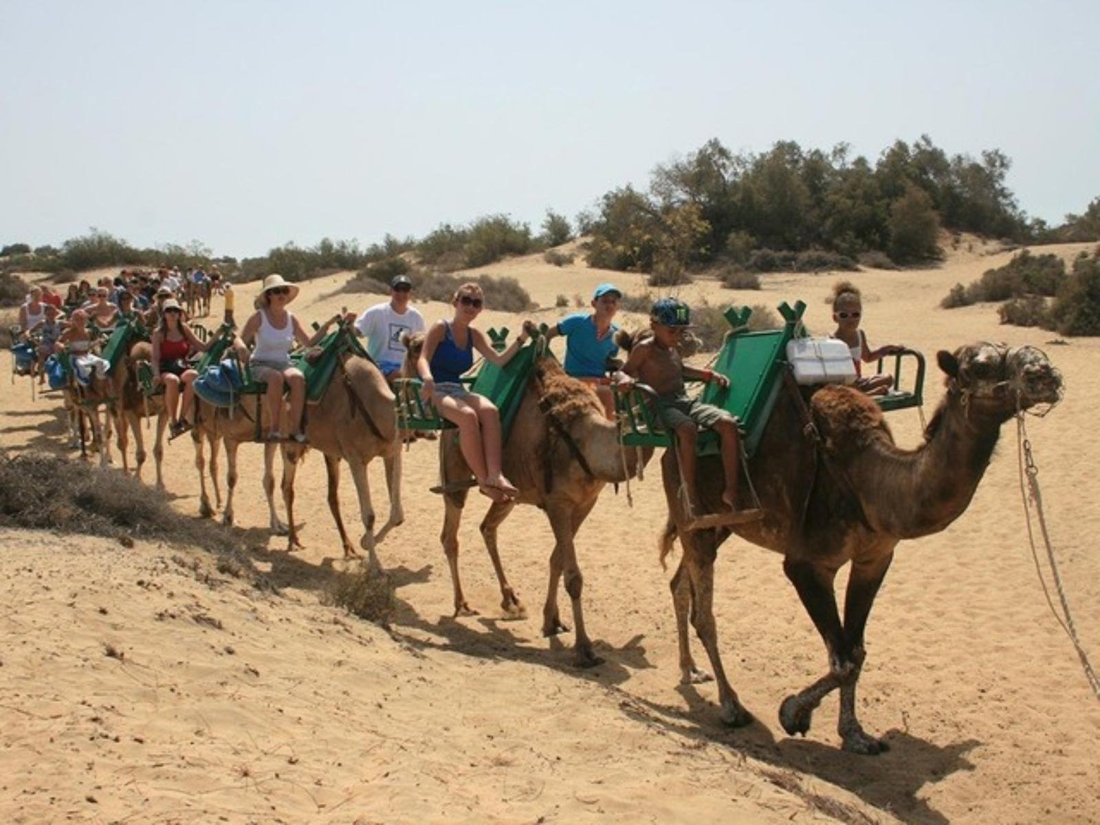 Maspalomas Dunes Guided Camel Ride