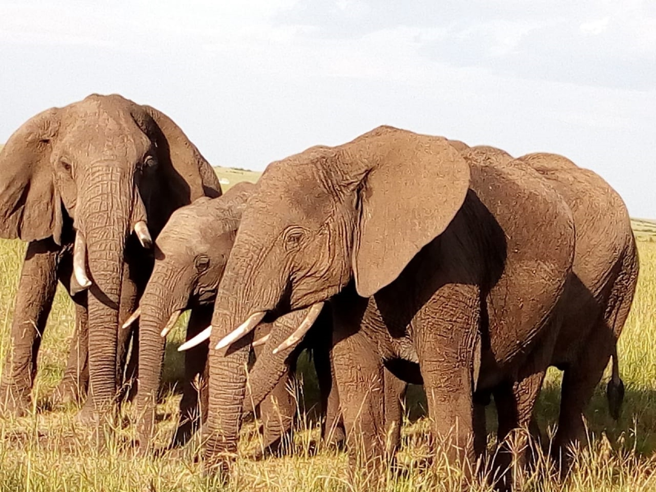 Lake Nakuru National Park Wildlife Safari from Nairobi