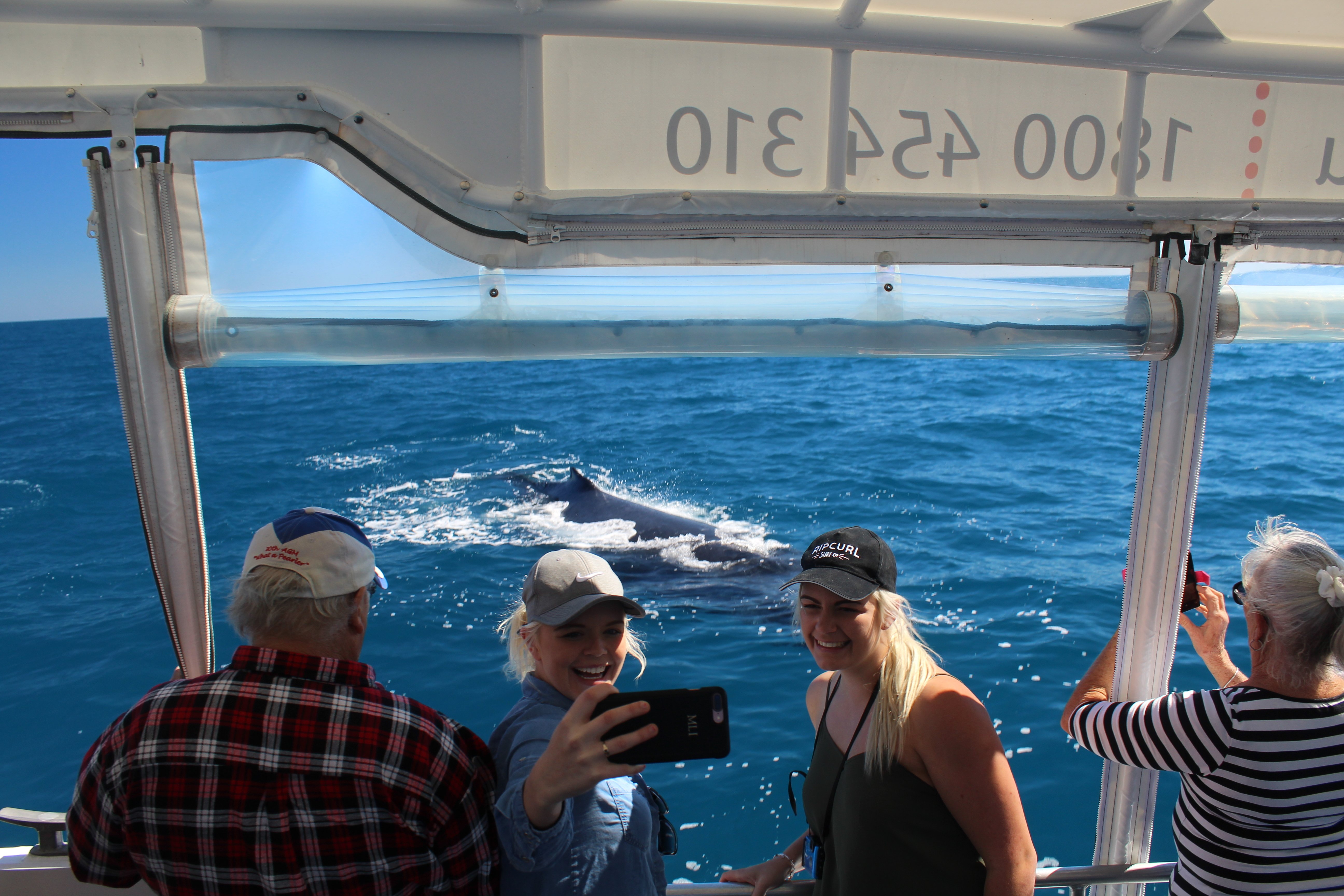 Hervey Bay: Ocean Defender Whale Watching Cruise