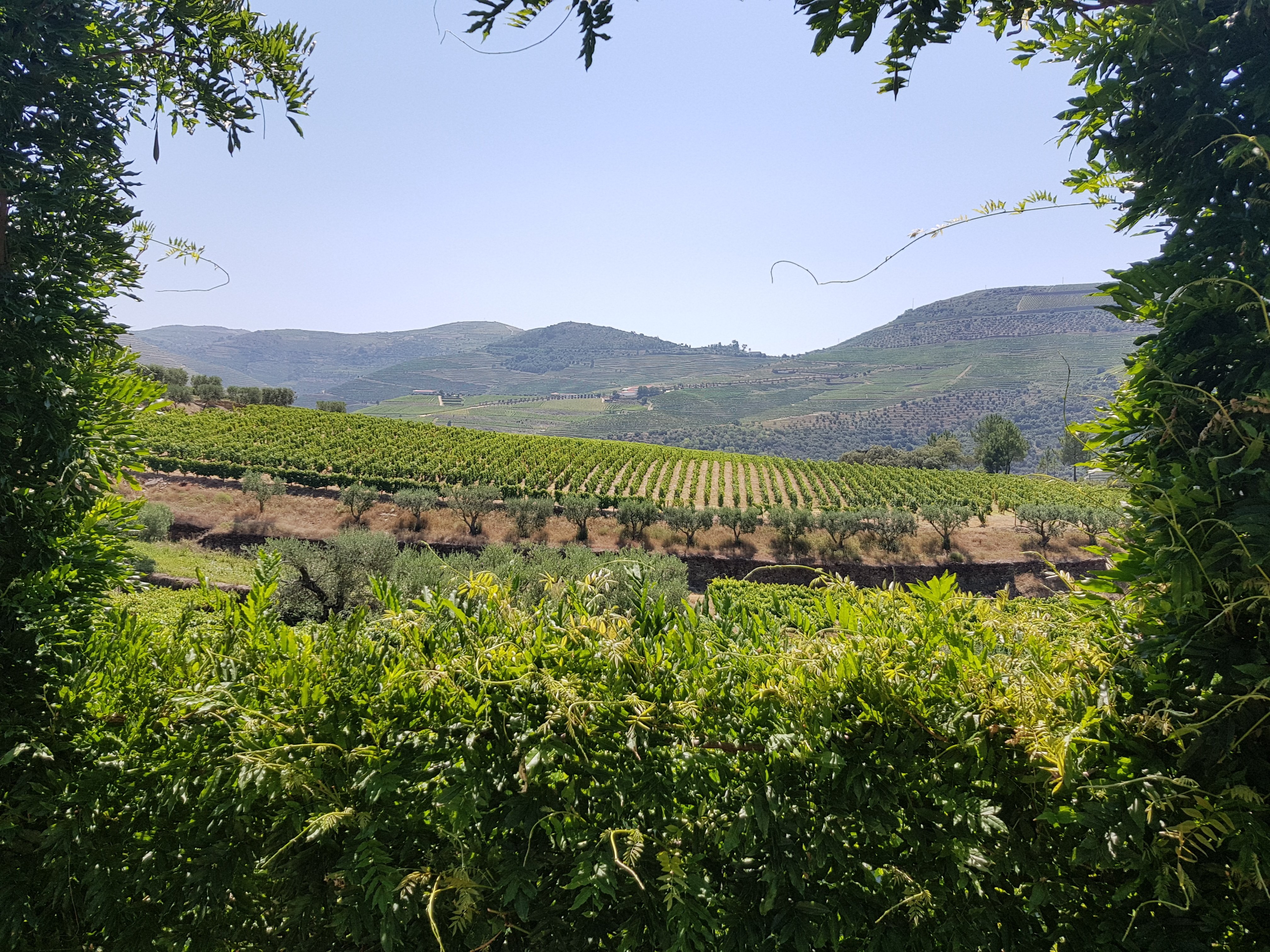 olive oil tasting in Douro Valley — photo 14