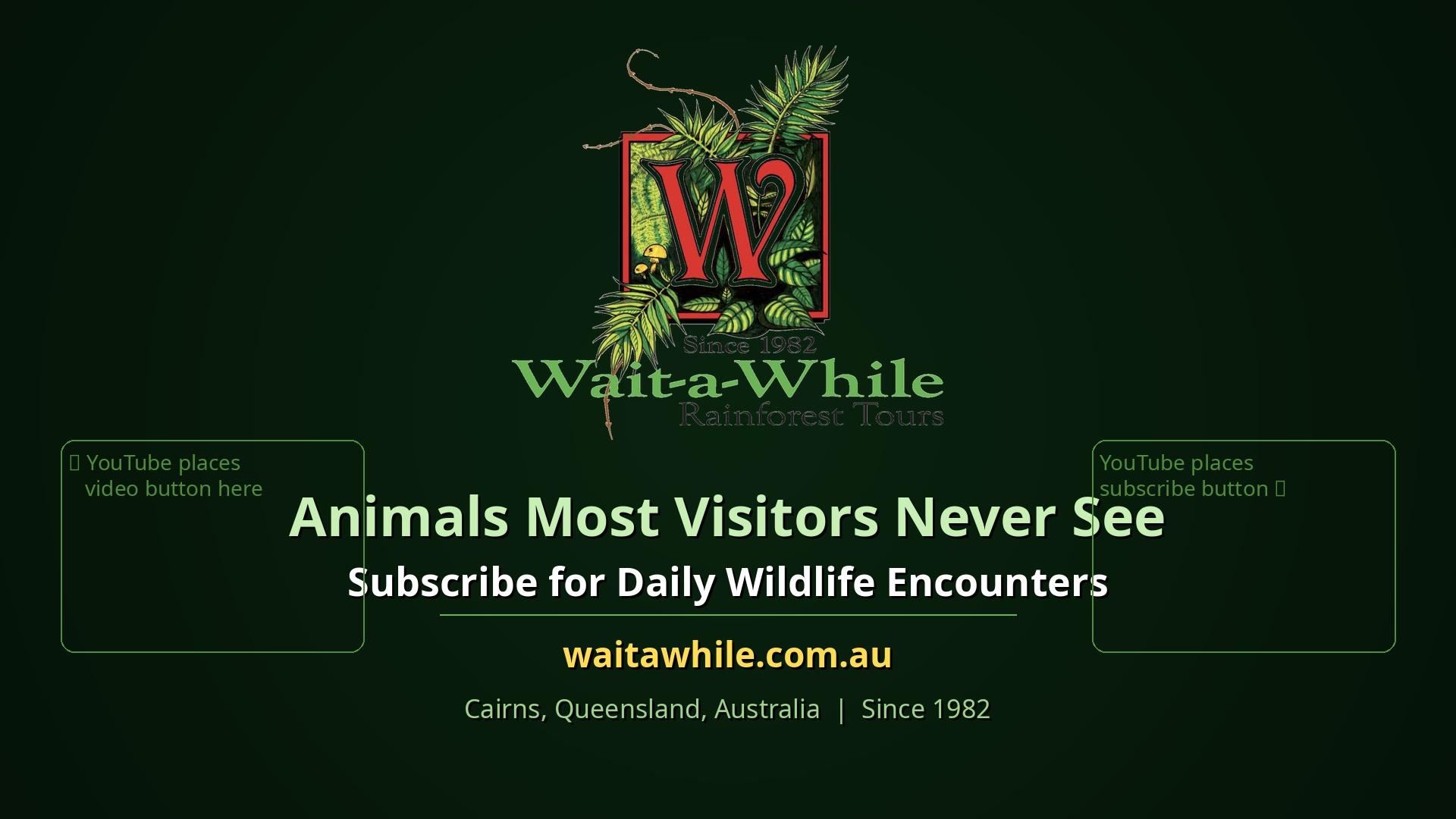 Rainforest & Nocturnal Wildlife Safari from Cairns