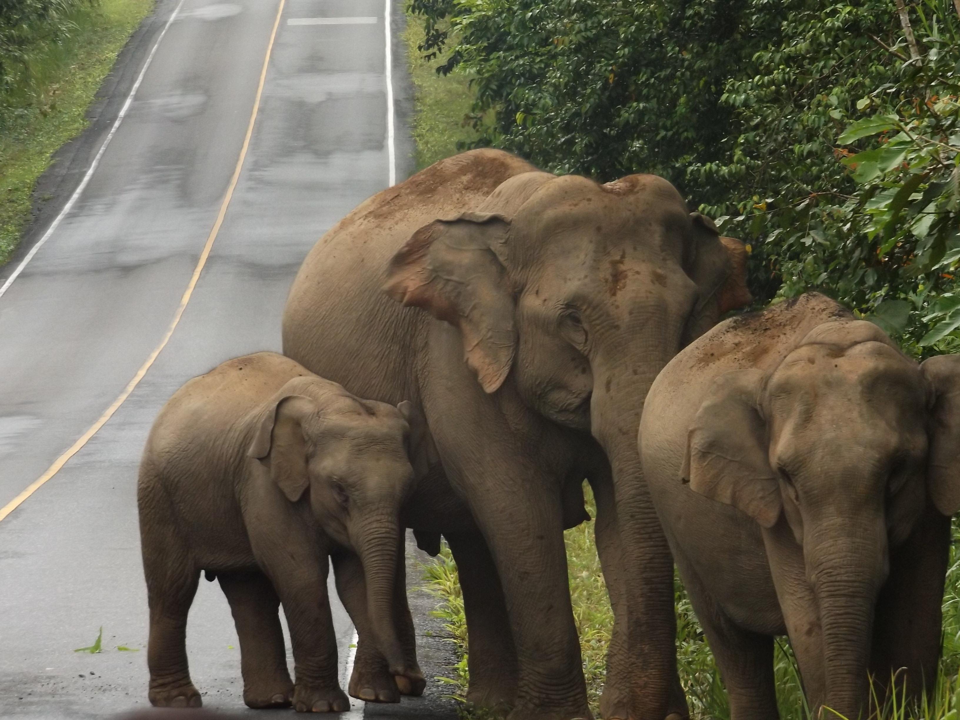 Khao Yai National Park: 2-Day Private Tour from Bangkok