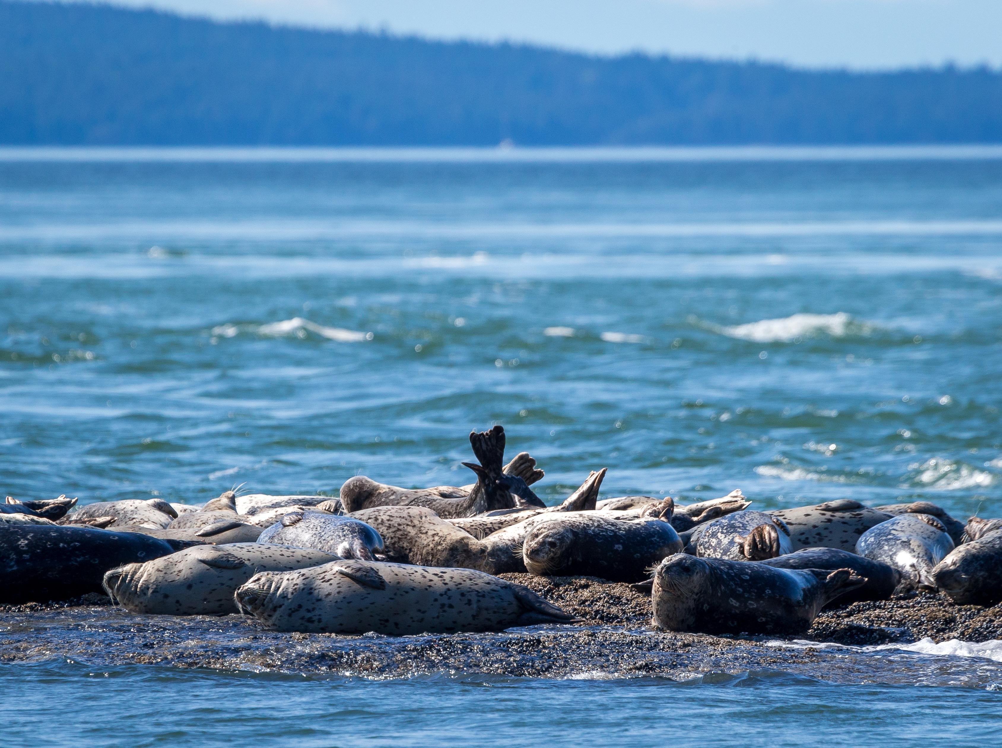 Vancouver whale watching tour — orcas and marine wildlife in the Salish Sea — image 3