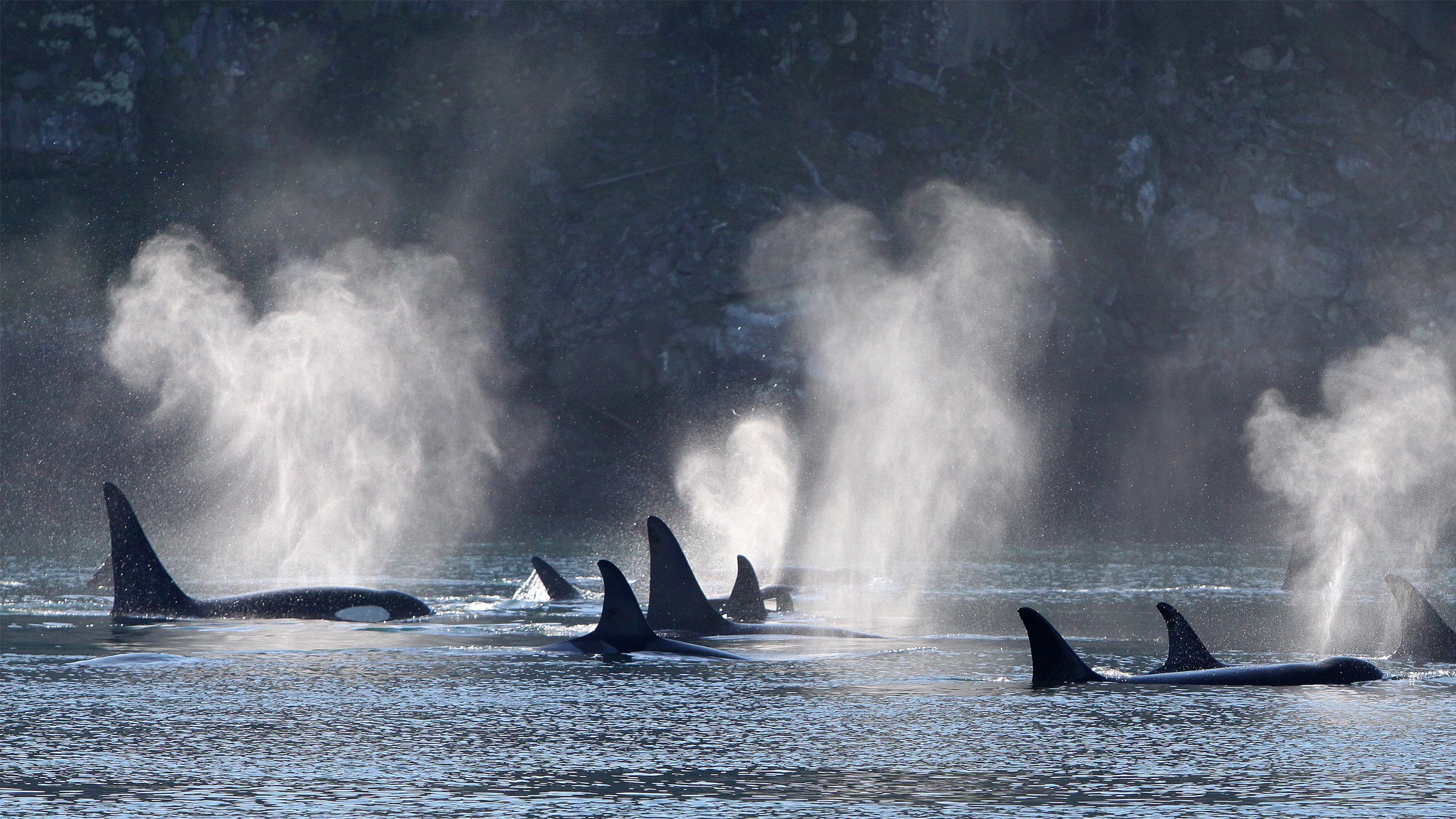 Vancouver whale watching tour — orcas and marine wildlife in the Salish Sea — image 1