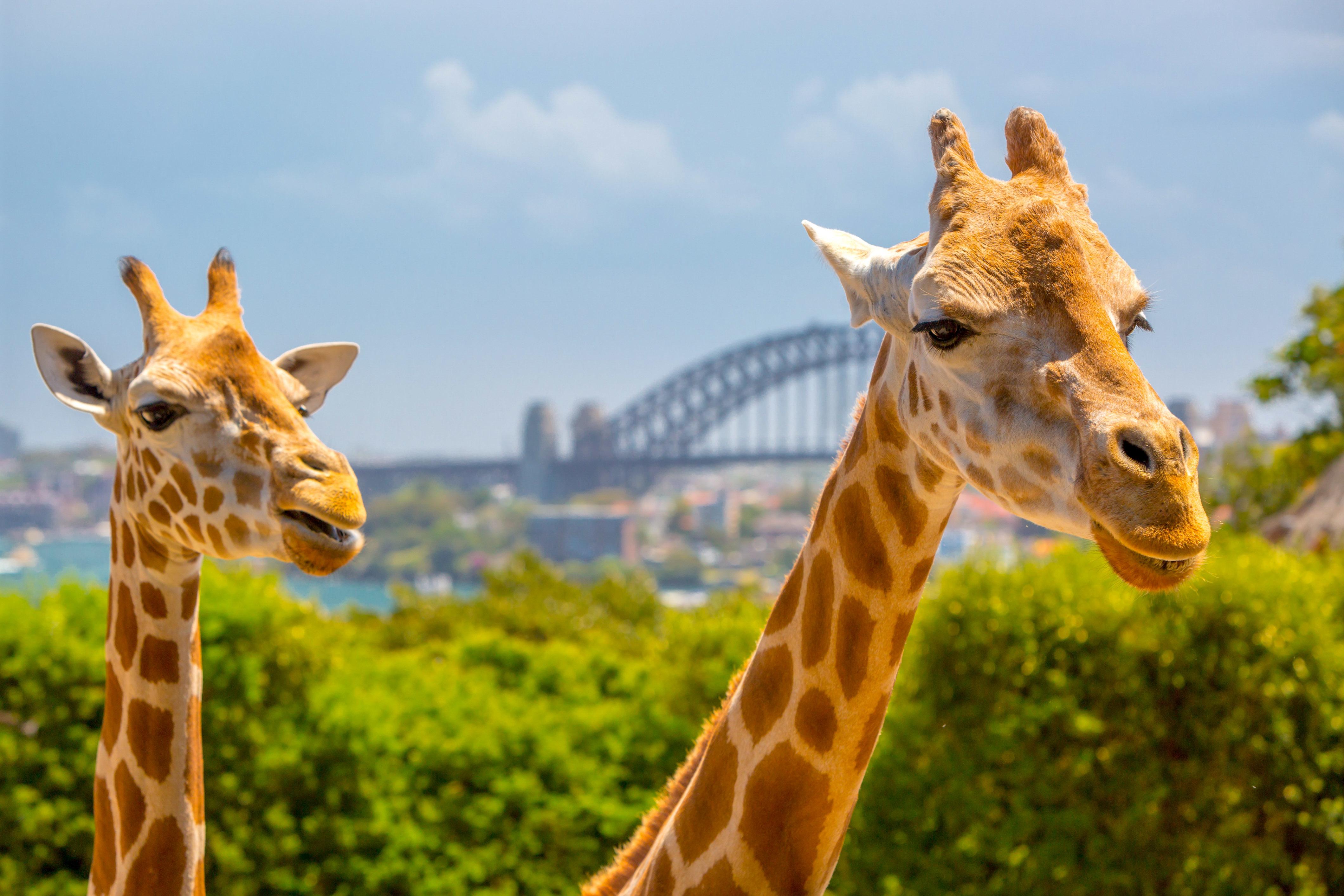 Wild Australia Experience at Taronga Zoo