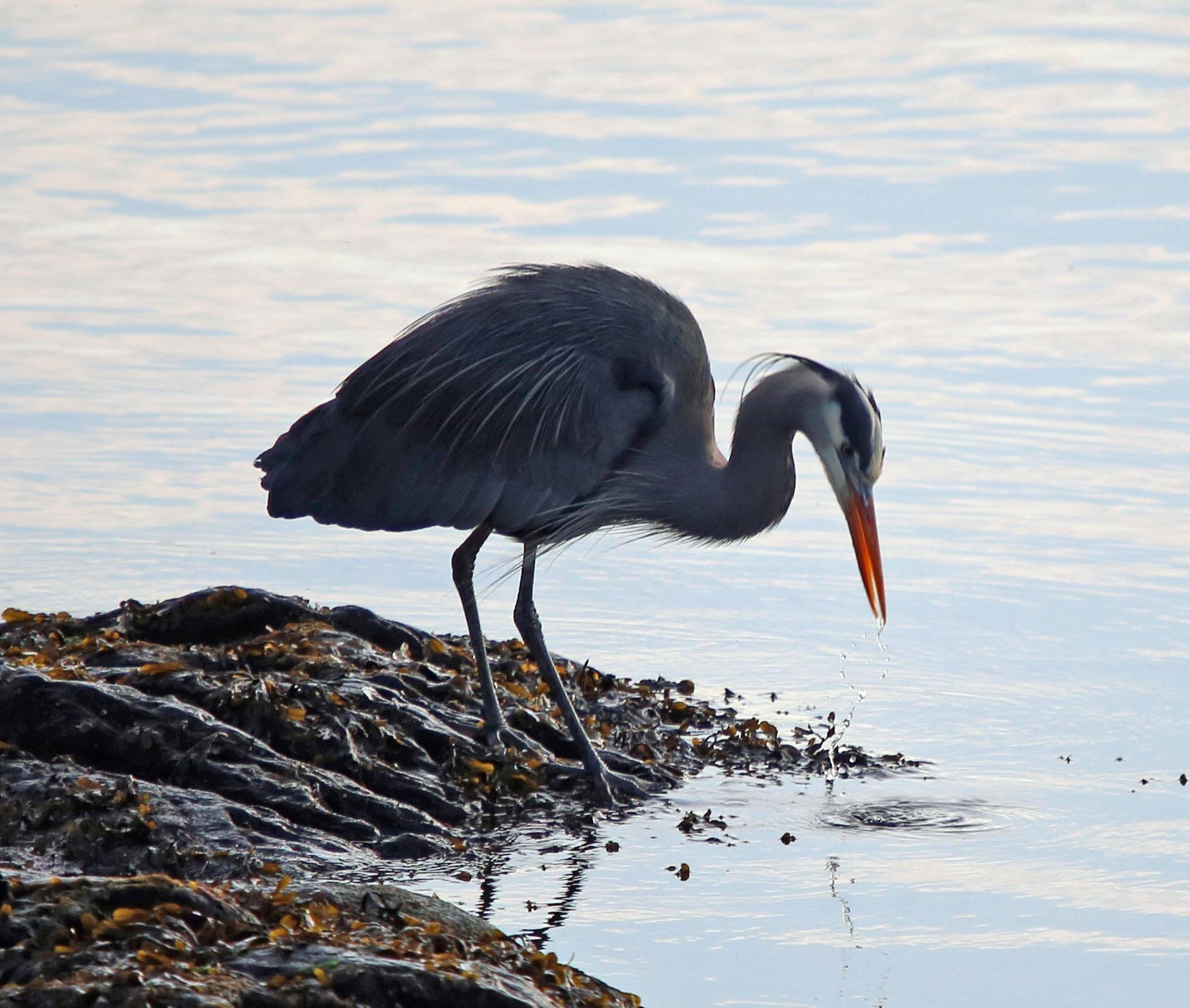 Ketchikan: Totem Pole, Wildlife & City Trolley Tour