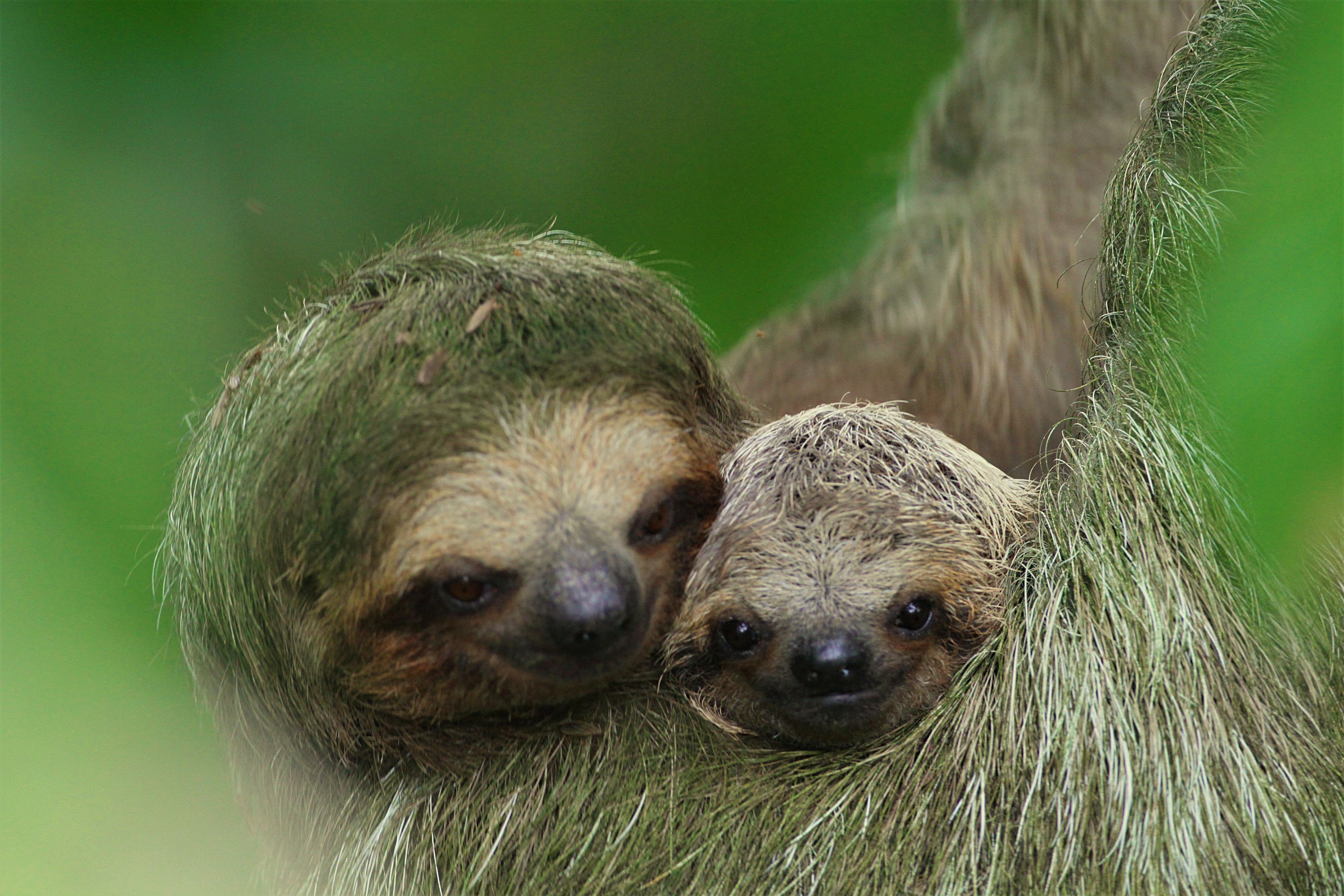 La Fortuna Wild Sloth Safari