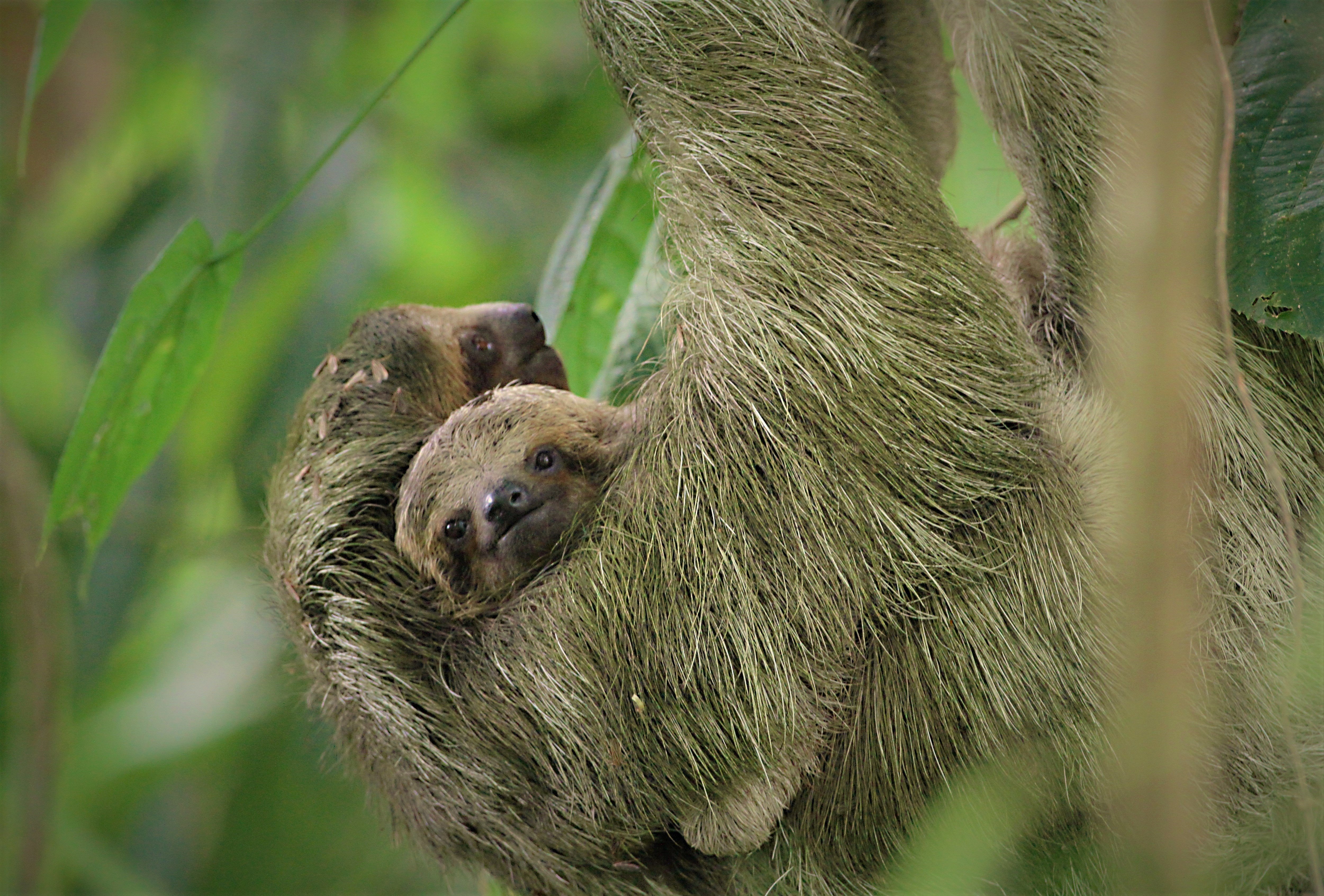 La Fortuna Wild Sloth Safari