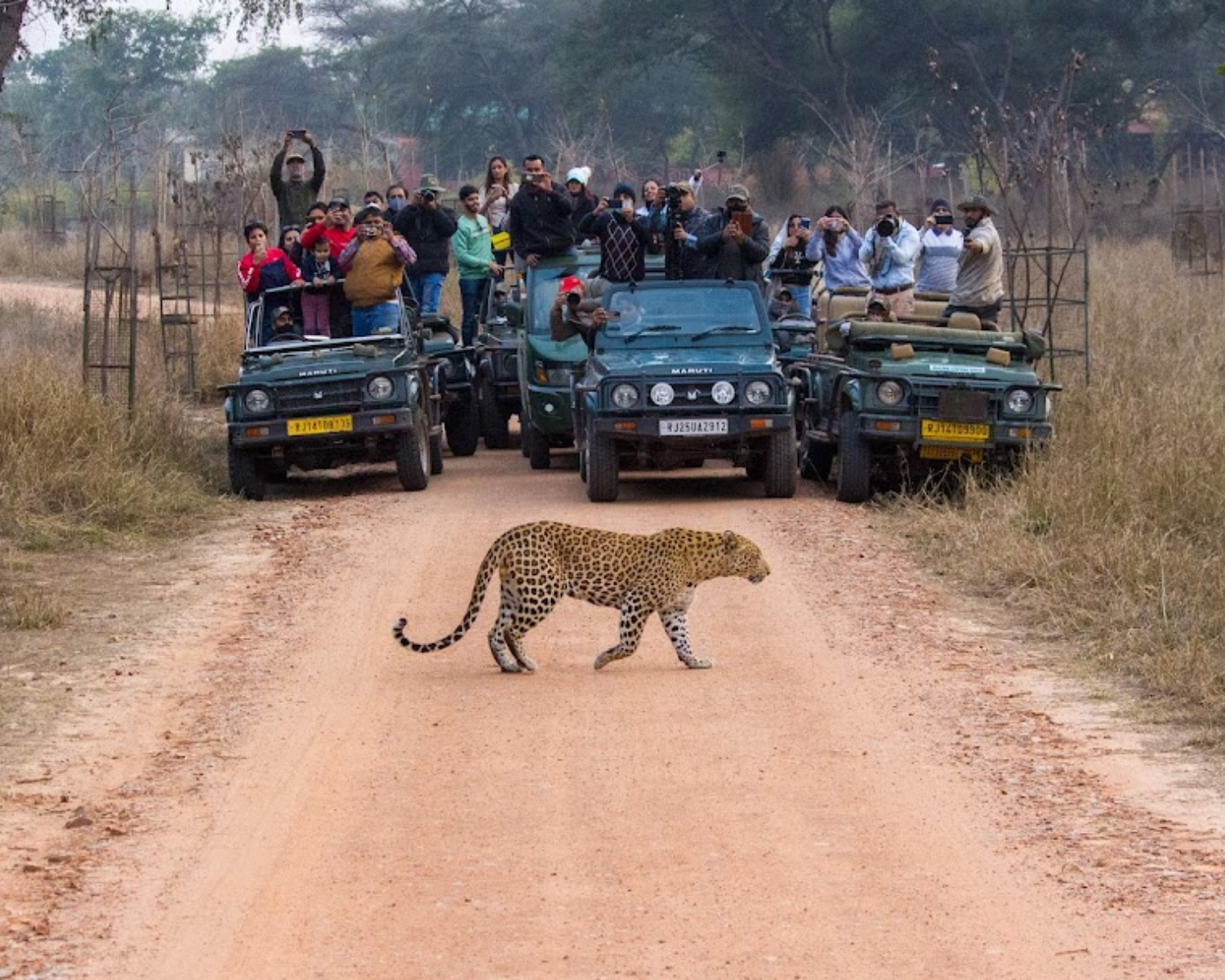 Jaipur Leopard Safari: Jhalana & Amargarh Private Day Tour