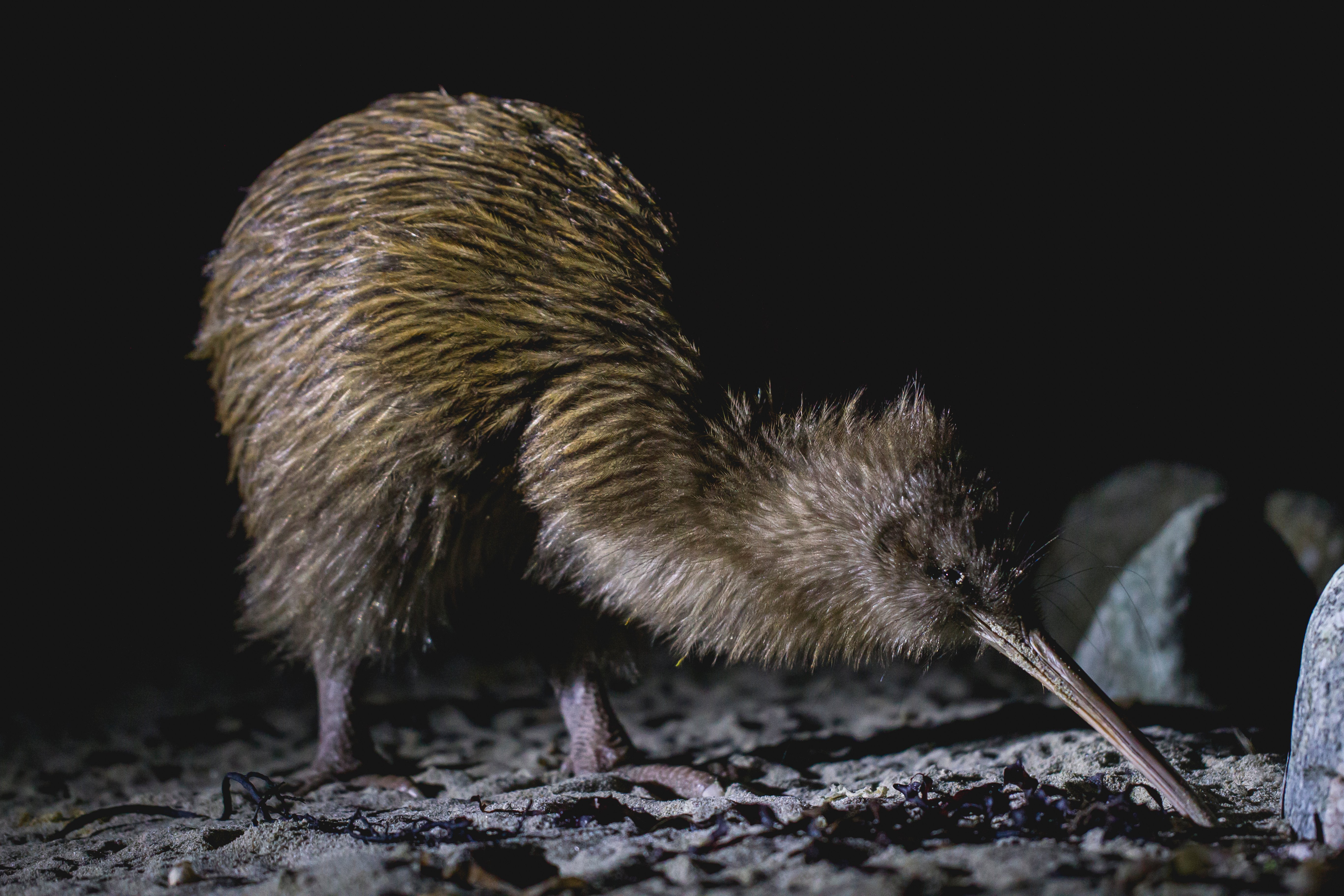 Stewart Island Wild Kiwi Night Encounter