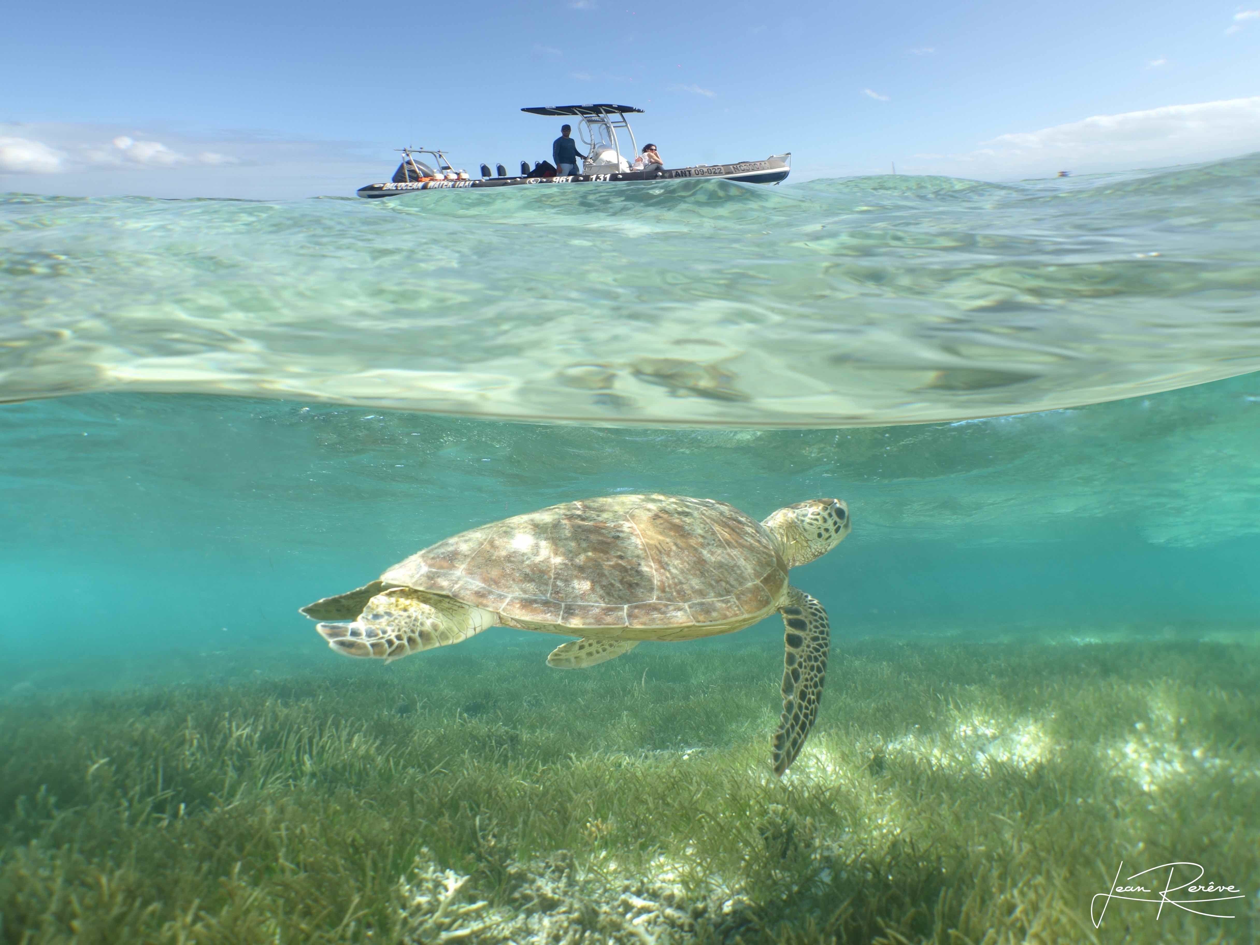 Signal Island Turtle Encounter & Lagoon Adventure