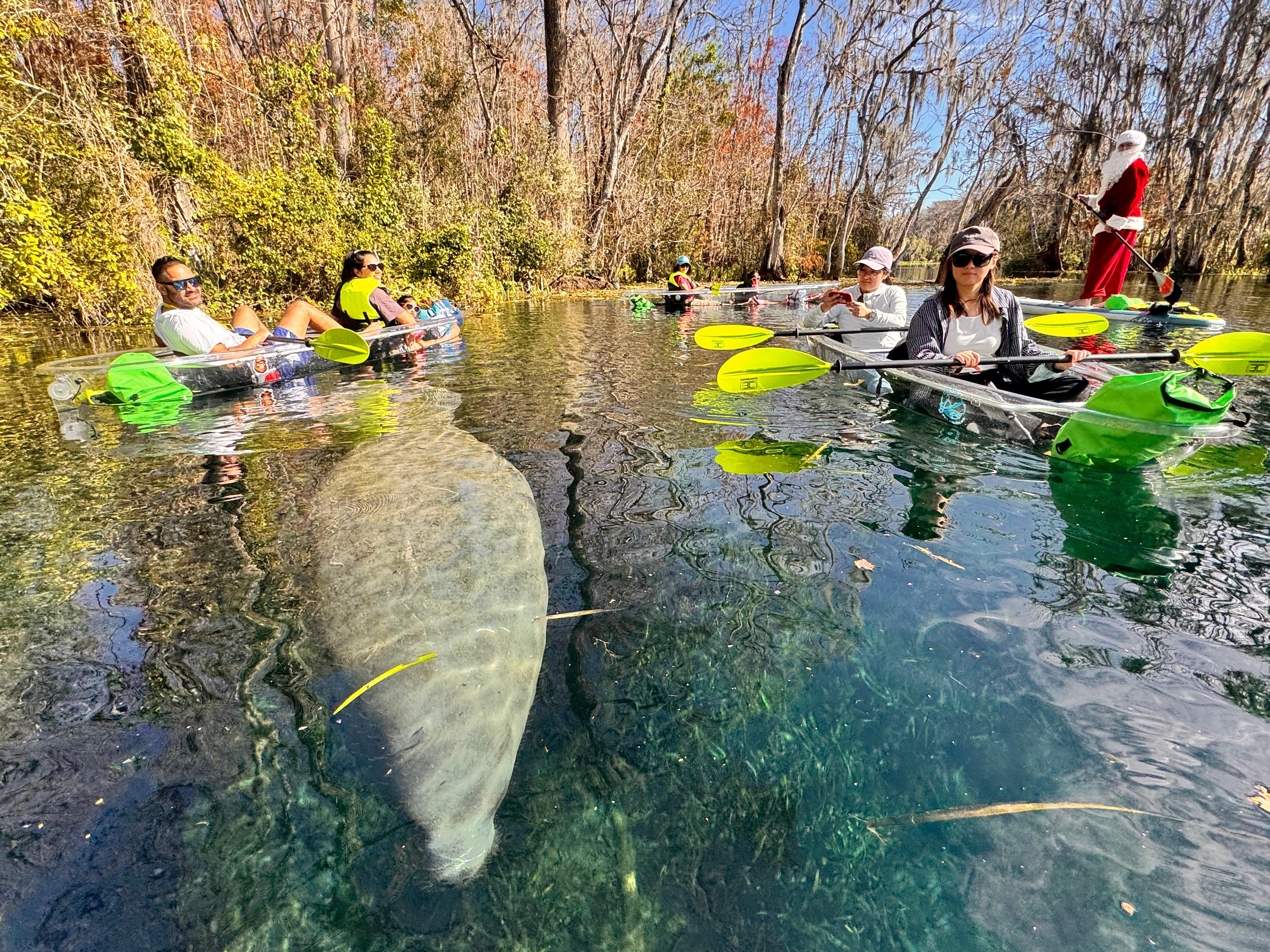 Clear Kayak Manatee & Wildlife Tour at Silver Springs