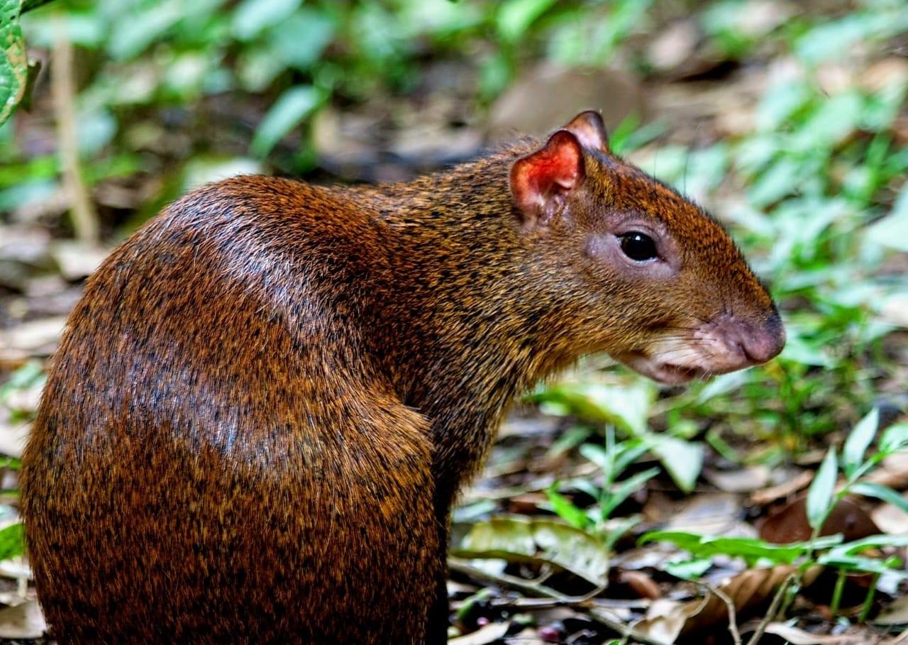 Manuel Antonio National Park: Expert-Guided Wildlife Hike