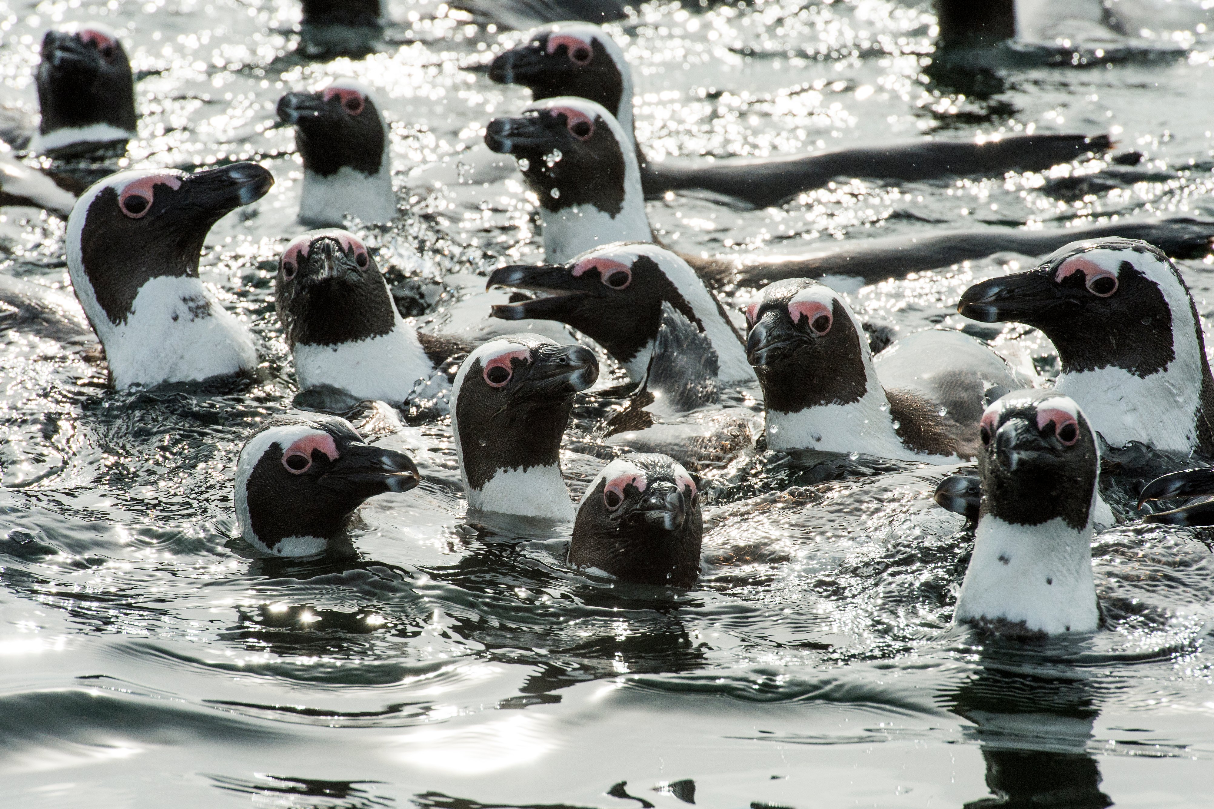 Cape Town Table Bay Marine Wildlife Eco-Cruise