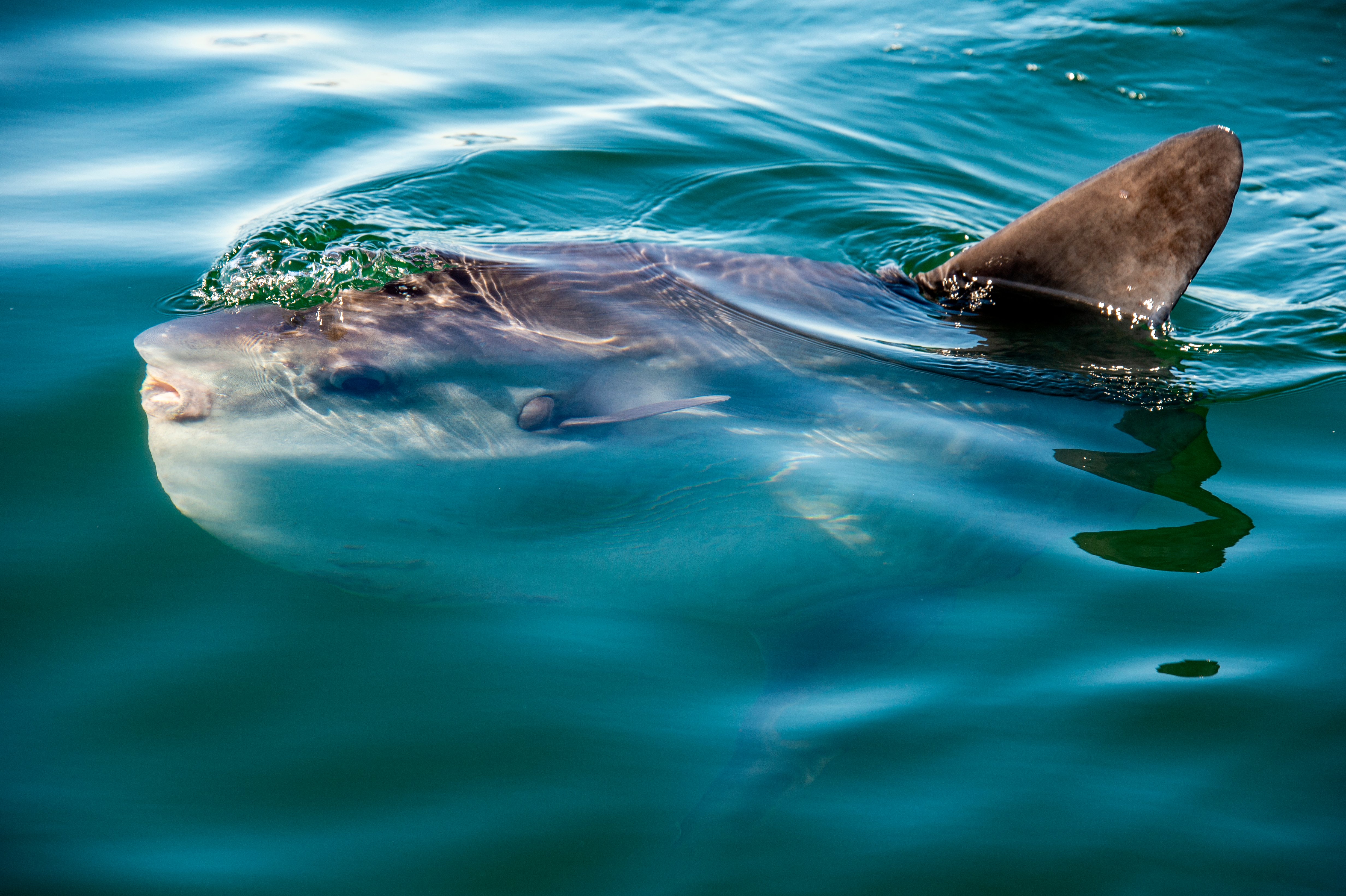 Cape Town Table Bay Marine Wildlife Eco-Cruise