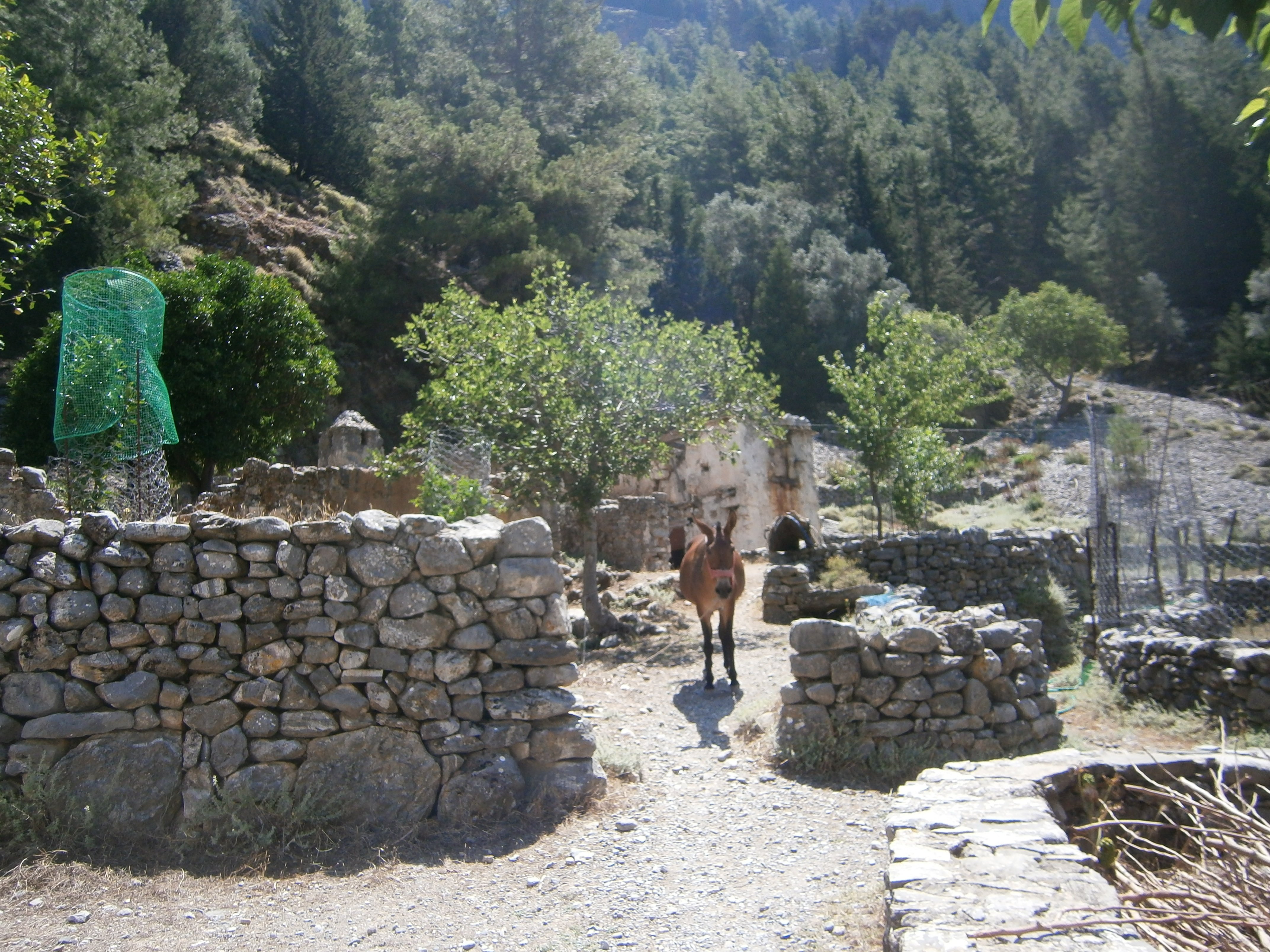 From Georgioupolis: Roundtrip Transfer to Samaria Gorge - 2026 (Verified Reviews)