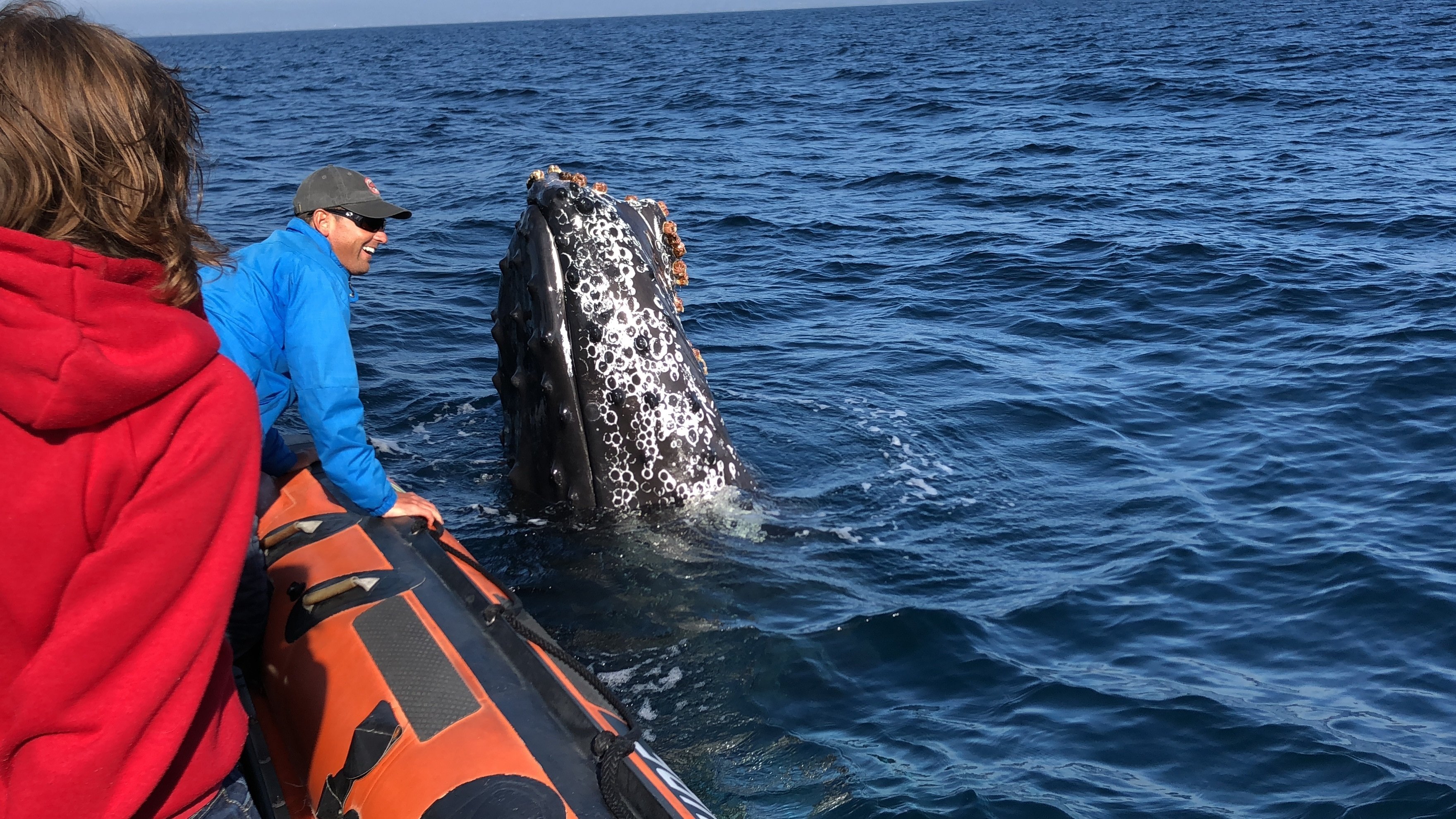 Newport Beach: Ultimate Whale Watching Adventure