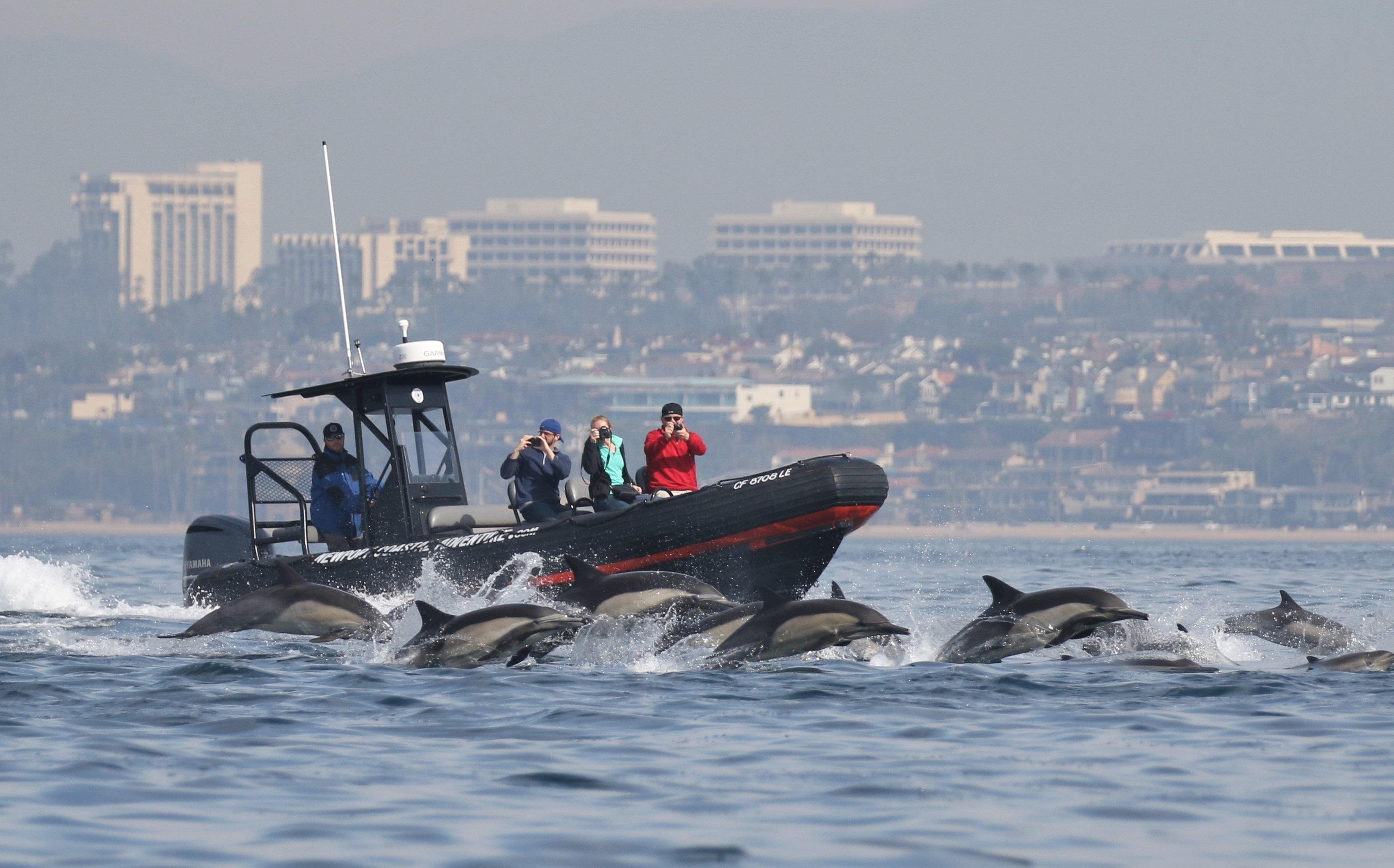 Newport Beach: Ocean Wildlife & Whale Watching RIB Cruise