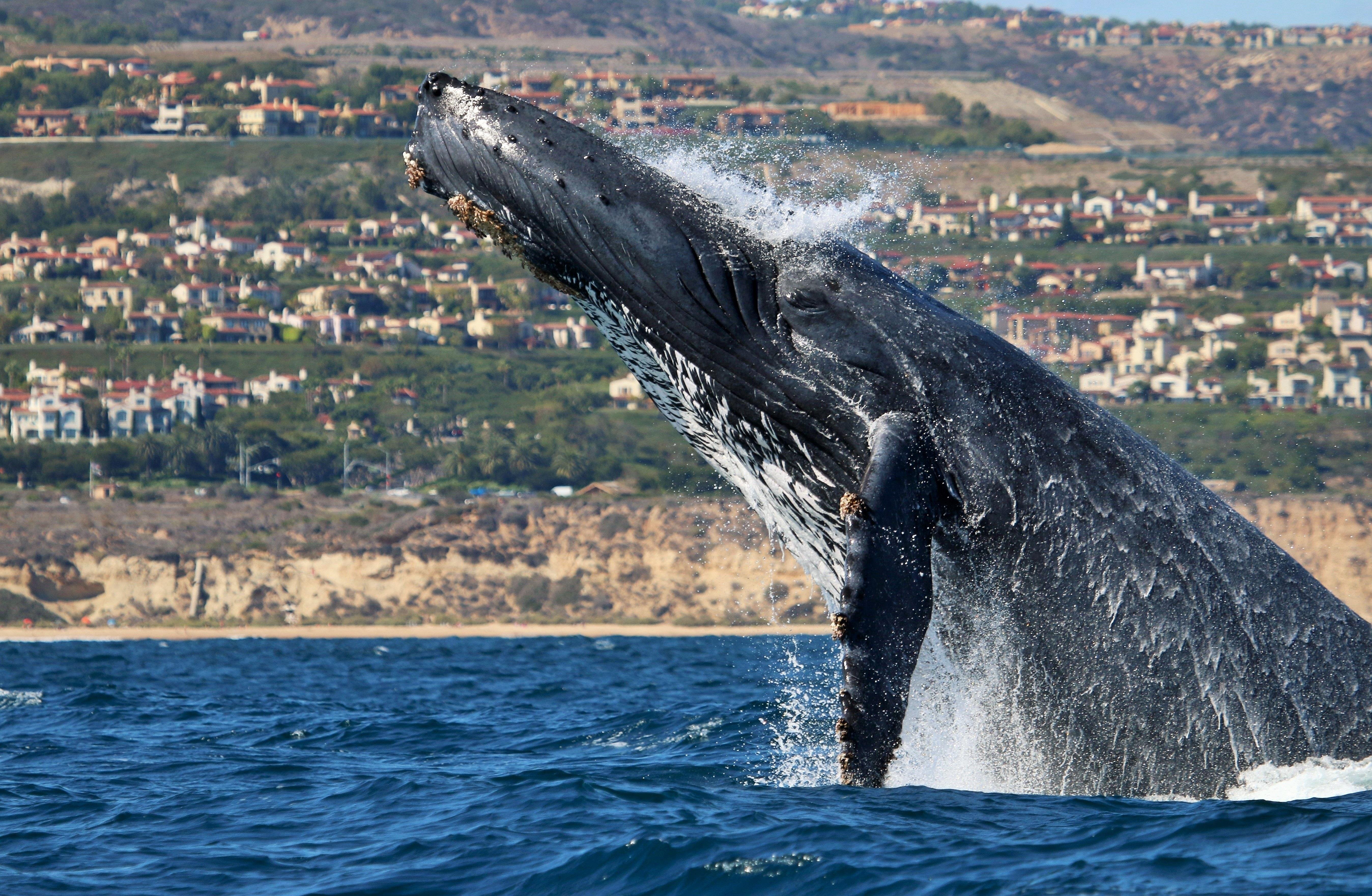 Newport Beach: Ultimate Whale Watching Adventure