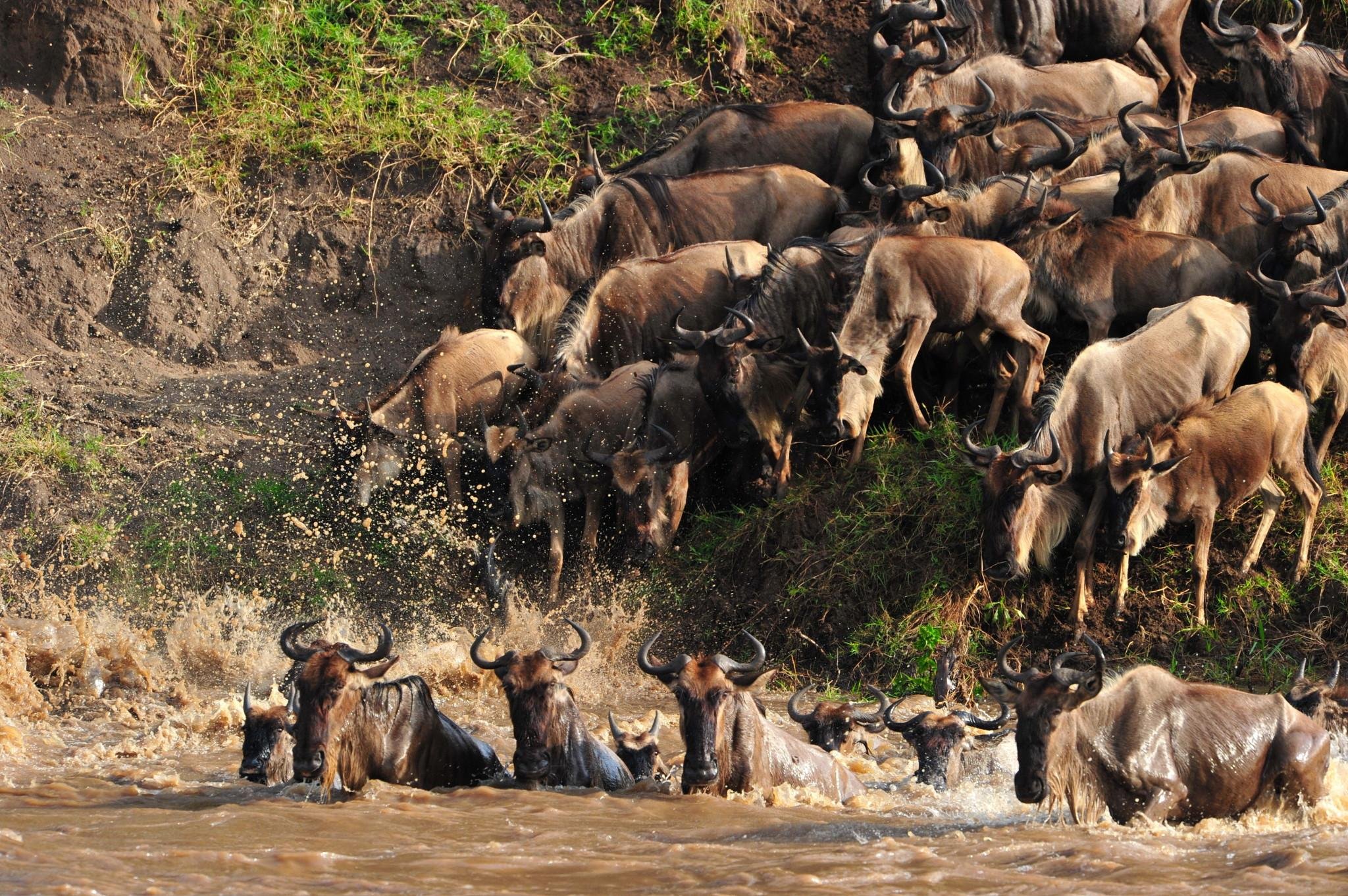 4-Day Great Wildebeest Migration Safari in Masai Mara (2026)