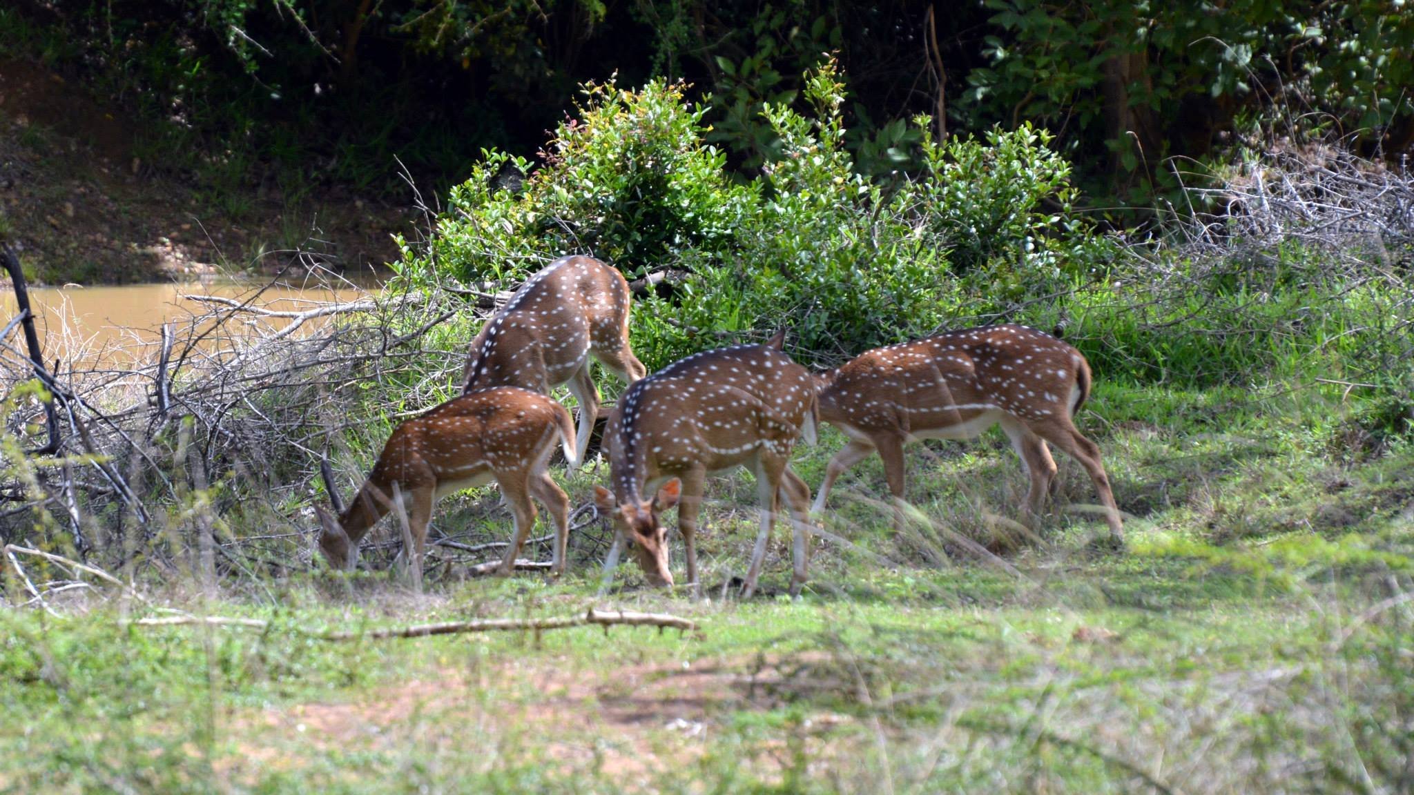 Wilpattu National Park Safari Adventure from Colombo