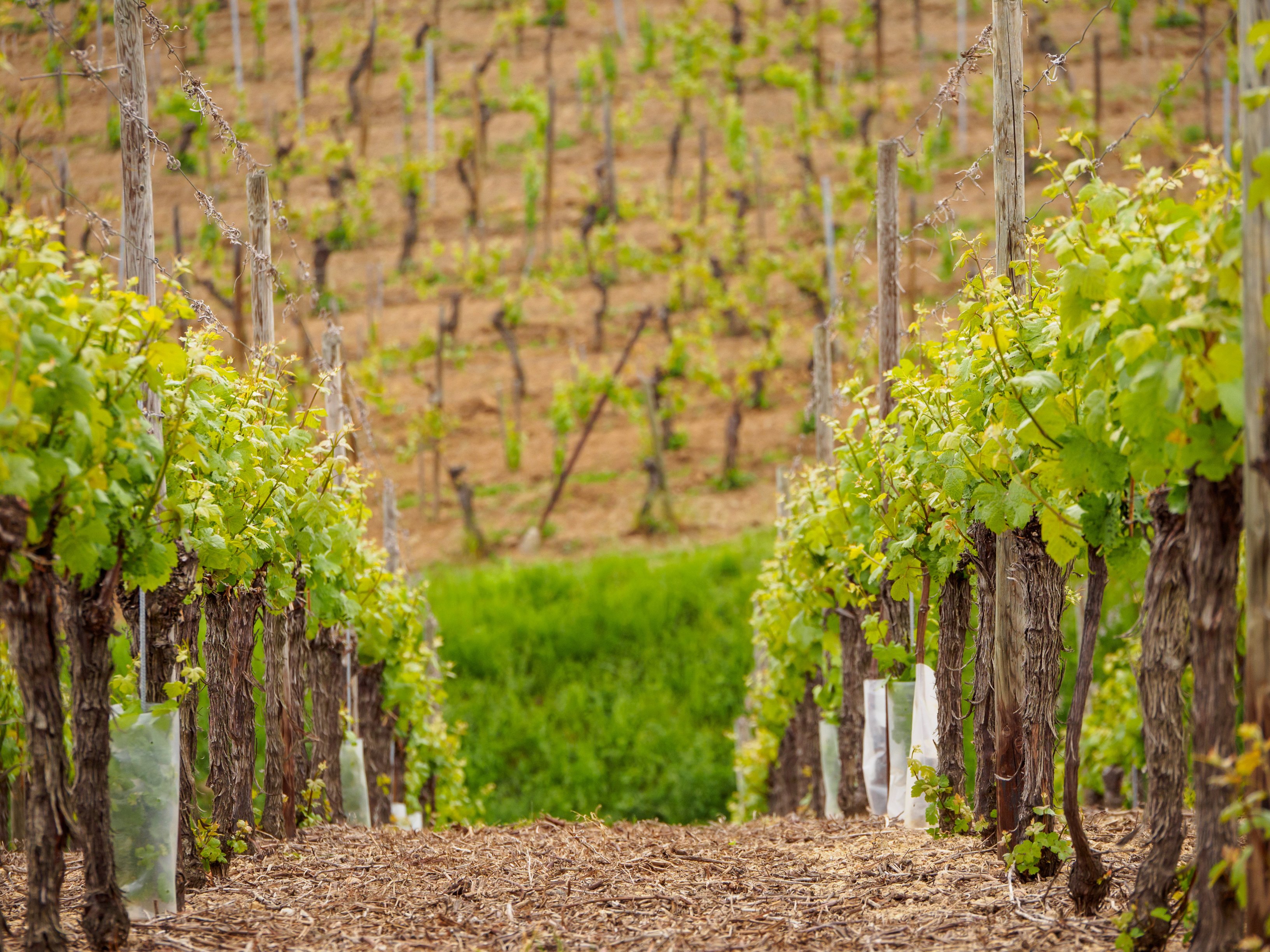 wine tour in Alsace — photo 3