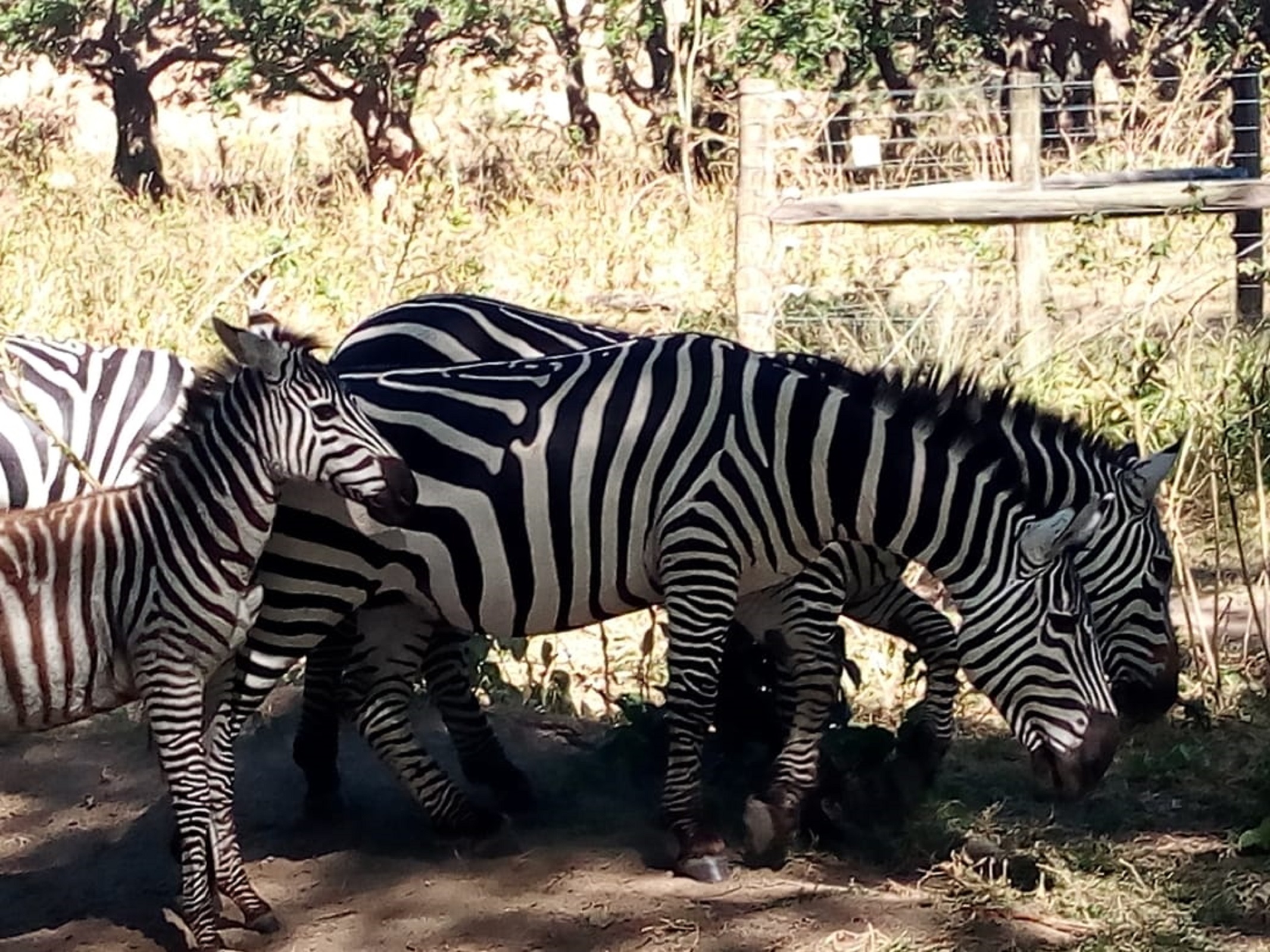 Lake Nakuru National Park Wildlife Safari from Nairobi