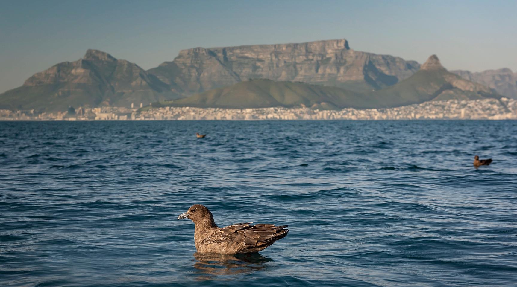 Cape Town Table Bay Marine Wildlife Eco-Cruise